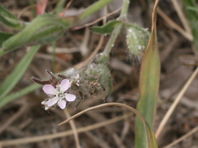Afficher le média silene_gallica2md silene_gallica2md