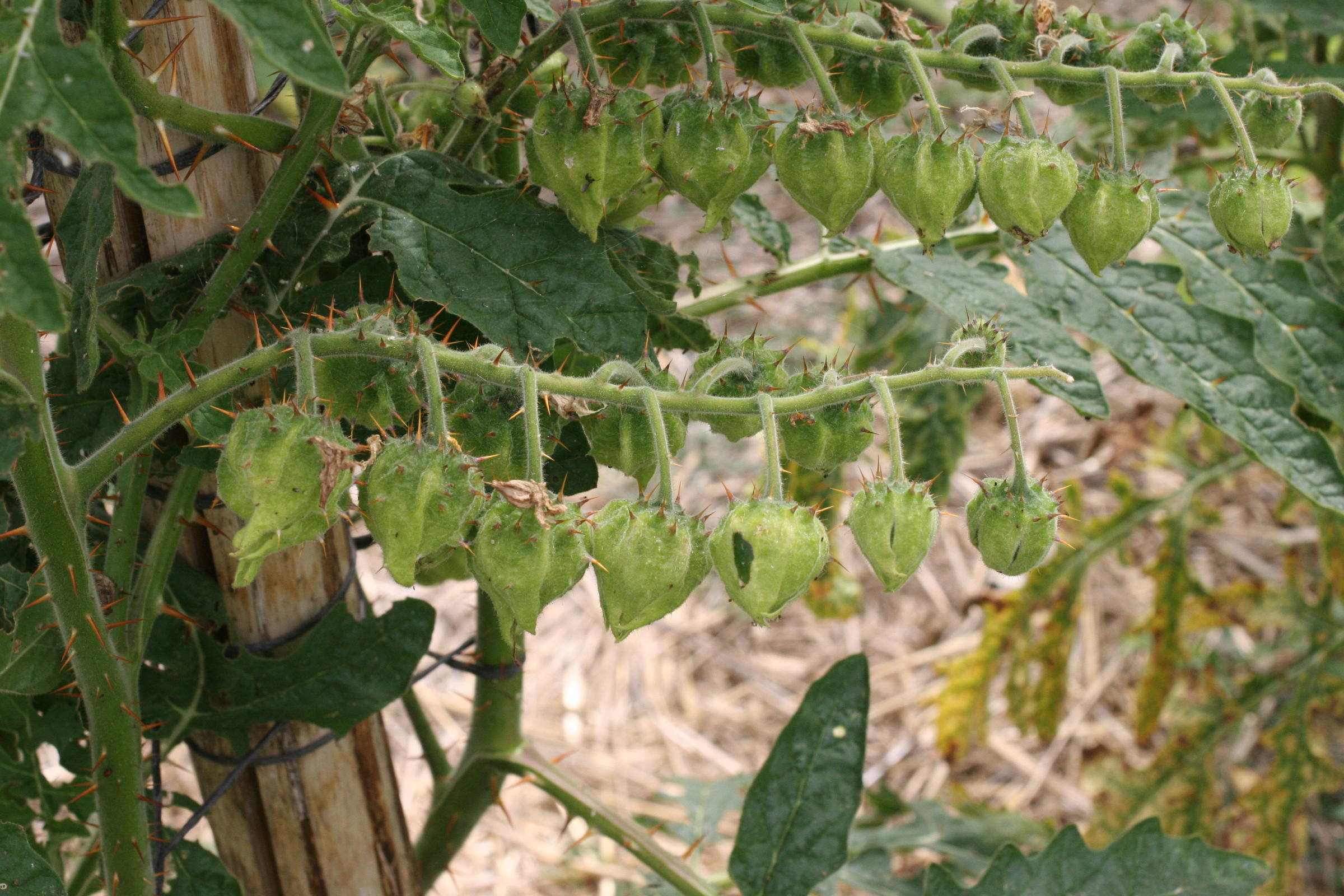 Solanum_sisymbriifolium