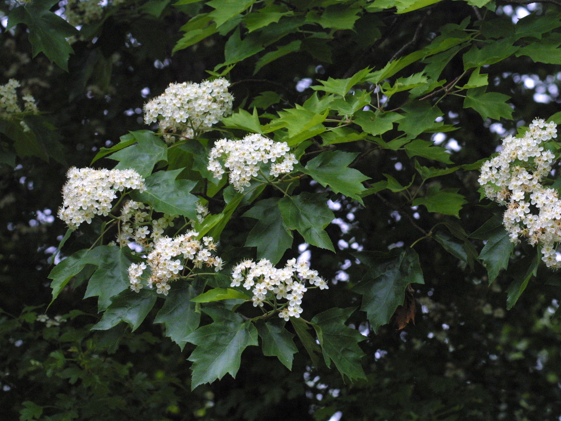 sorbus_torminalis1md
