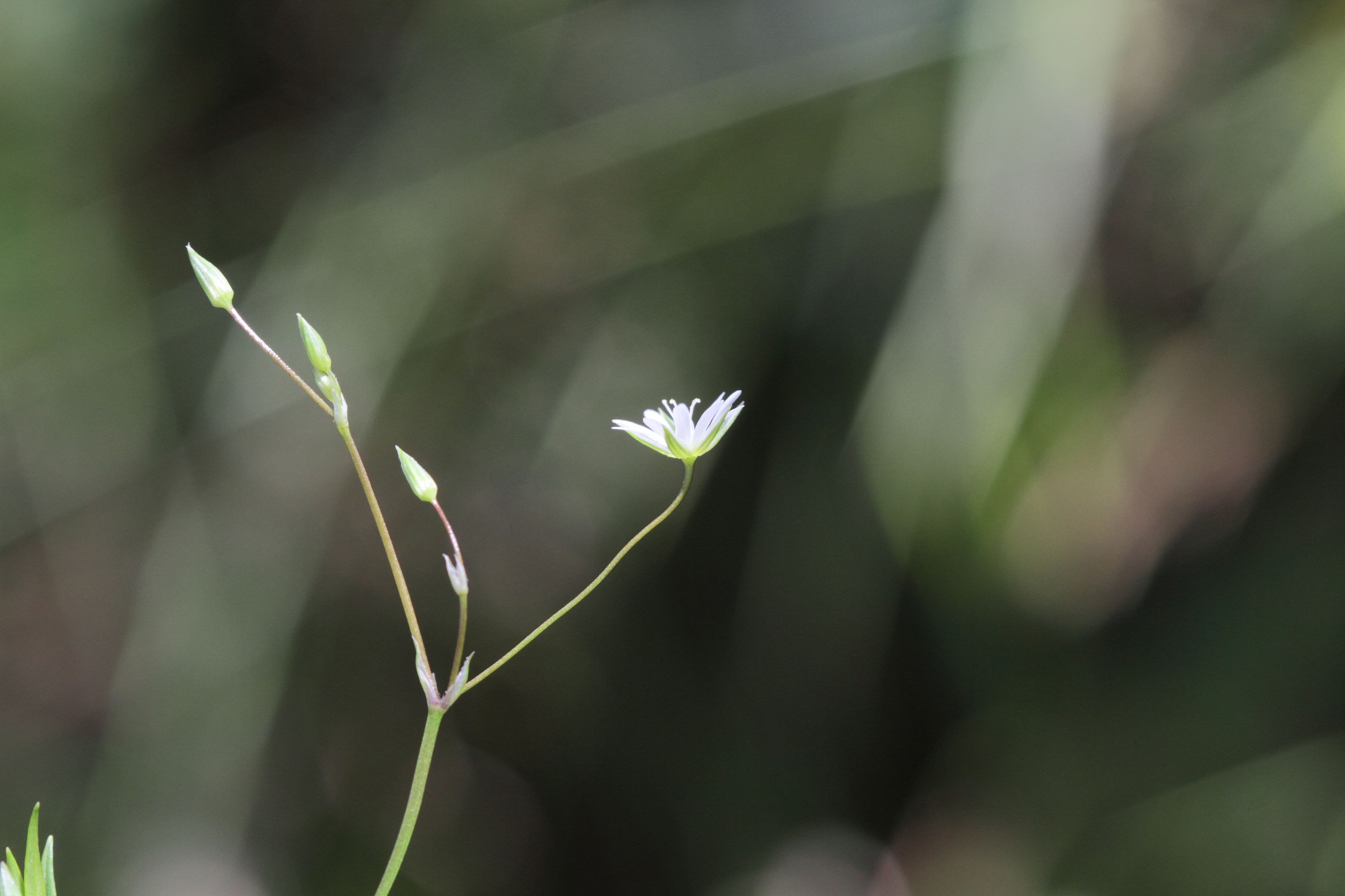 Afficher le média stellaria_graminea4md stellaria_graminea4md