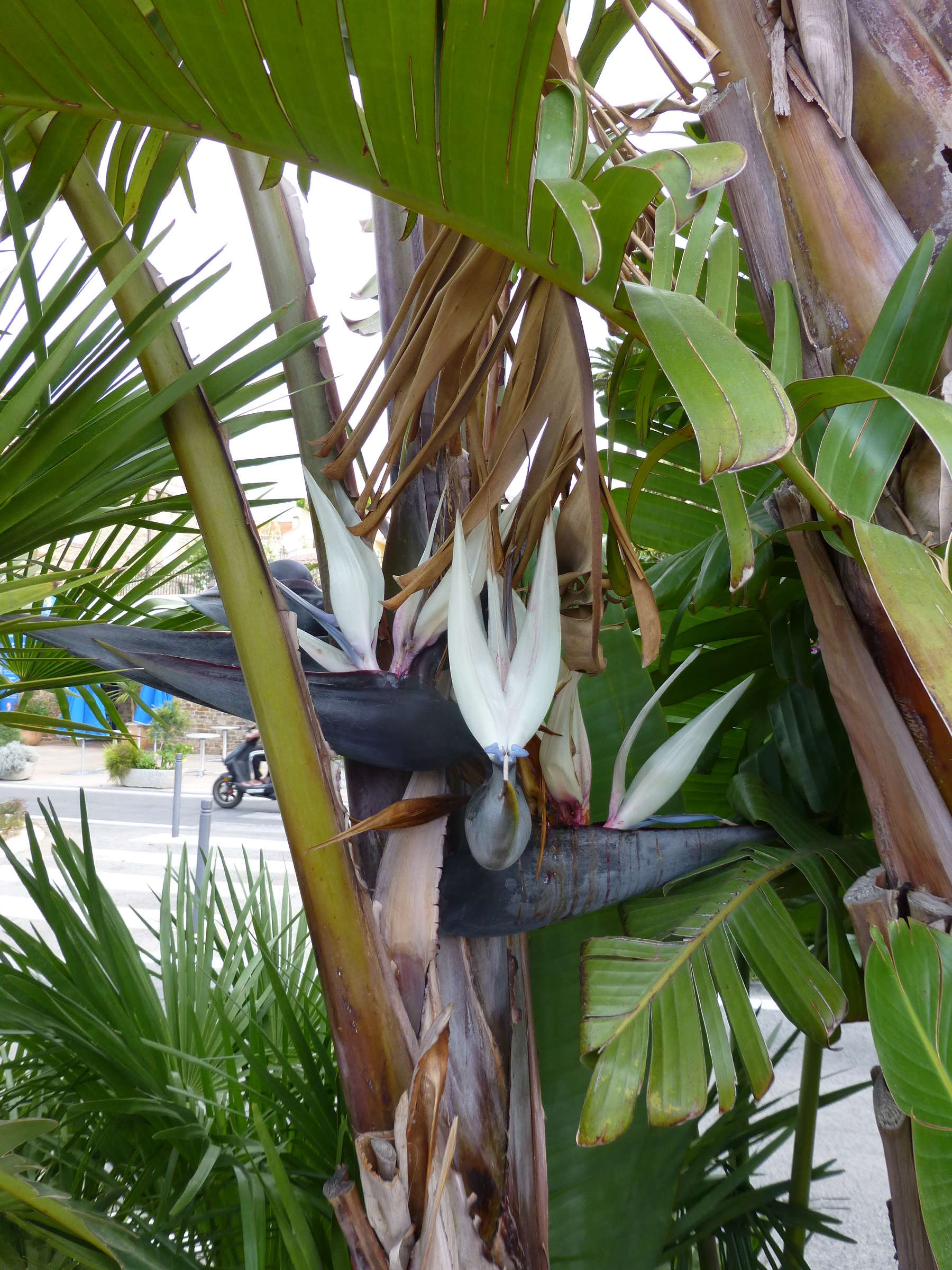 Afficher le média strelitzia_nicolai4gv strelitzia_nicolai4gv