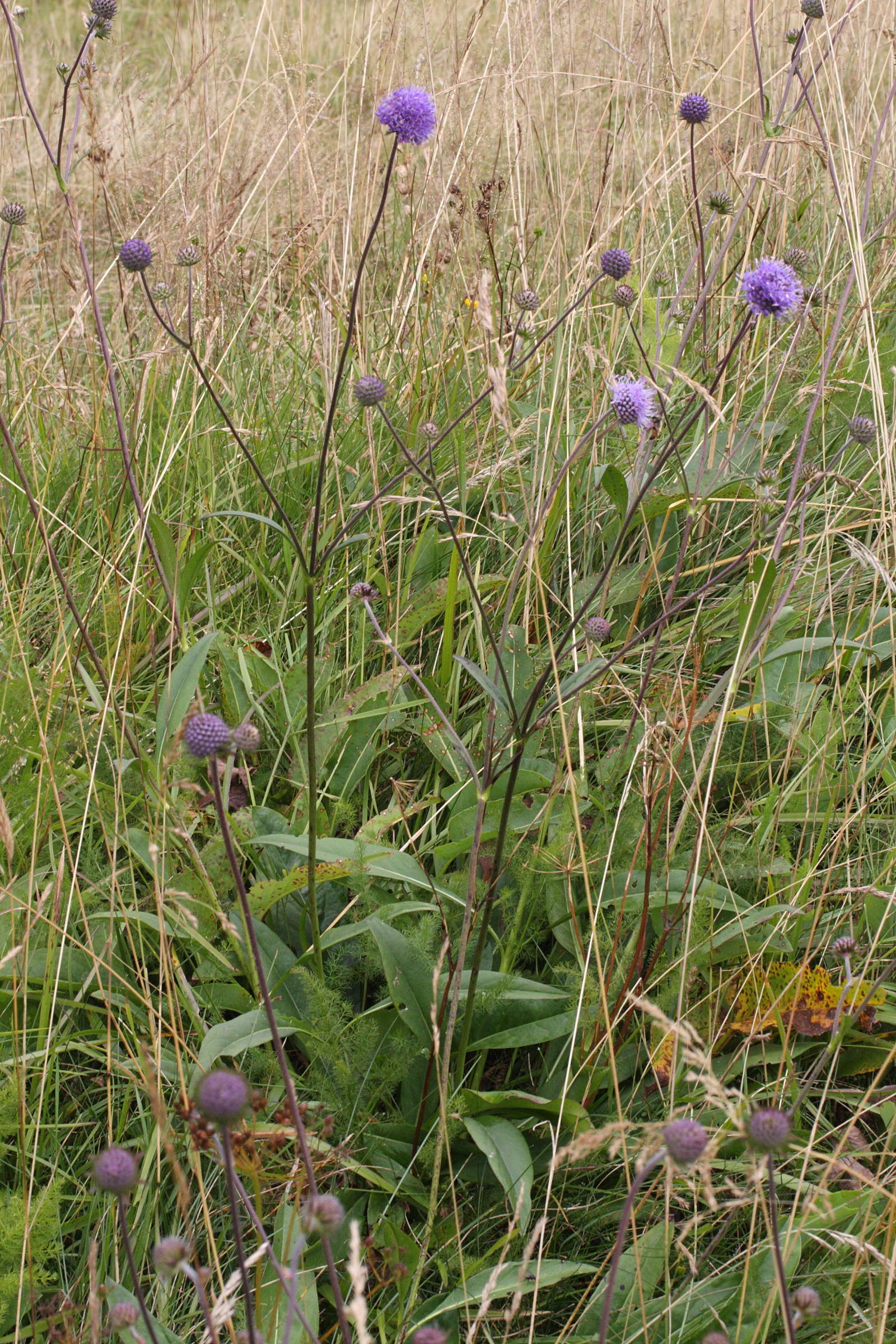 succisa_pratensis3md