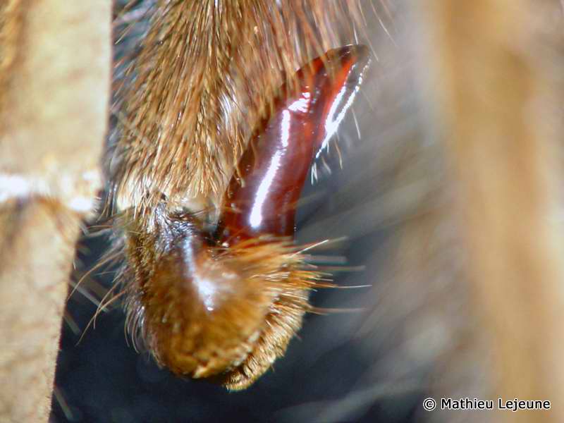 theraphosa_apophysis2ml