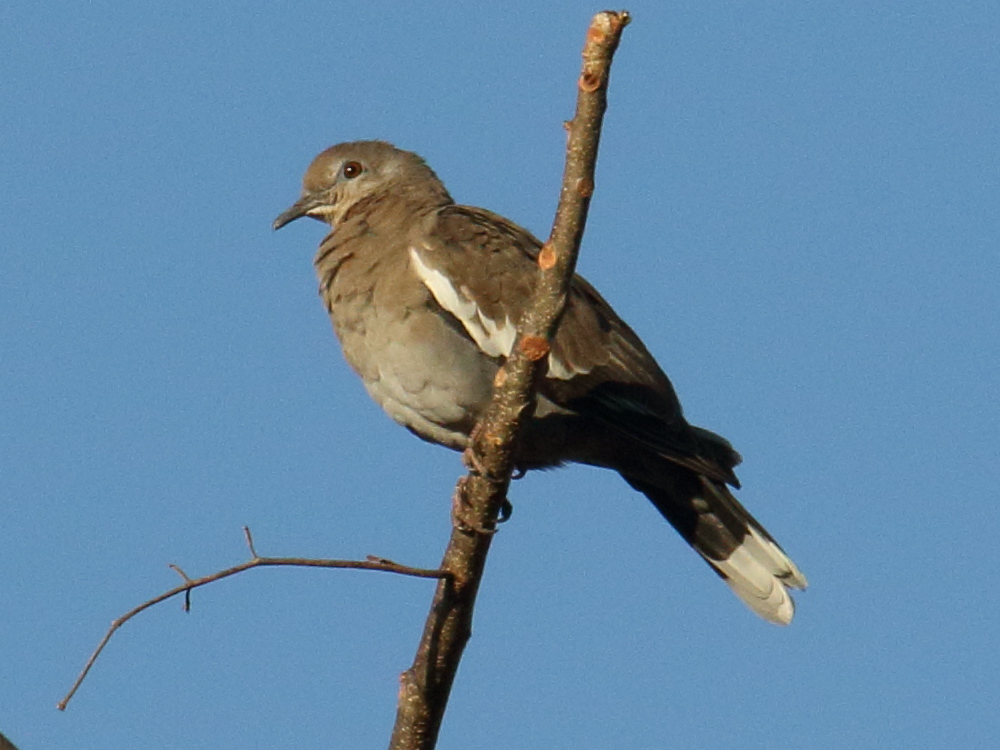 tourterelle_a_ailes_blanches_-_zenaida_asiatica2bd