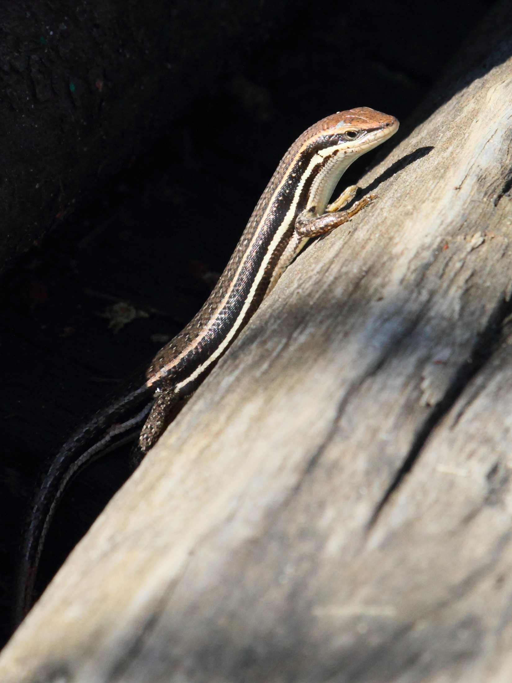 trachylepis_gravenhorstii1bd