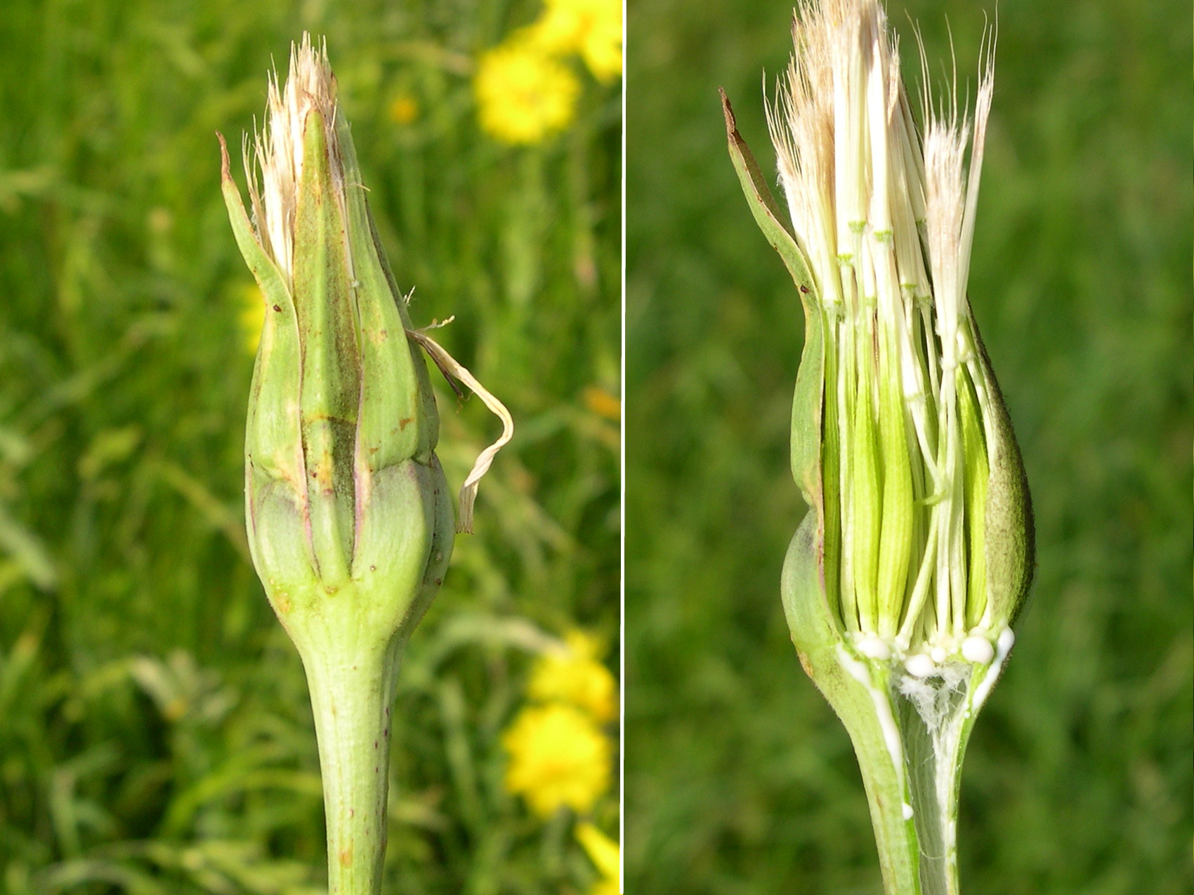 tragopogon_pratensis_orientalis4md