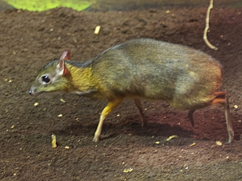 tragulus_javanicus2bd