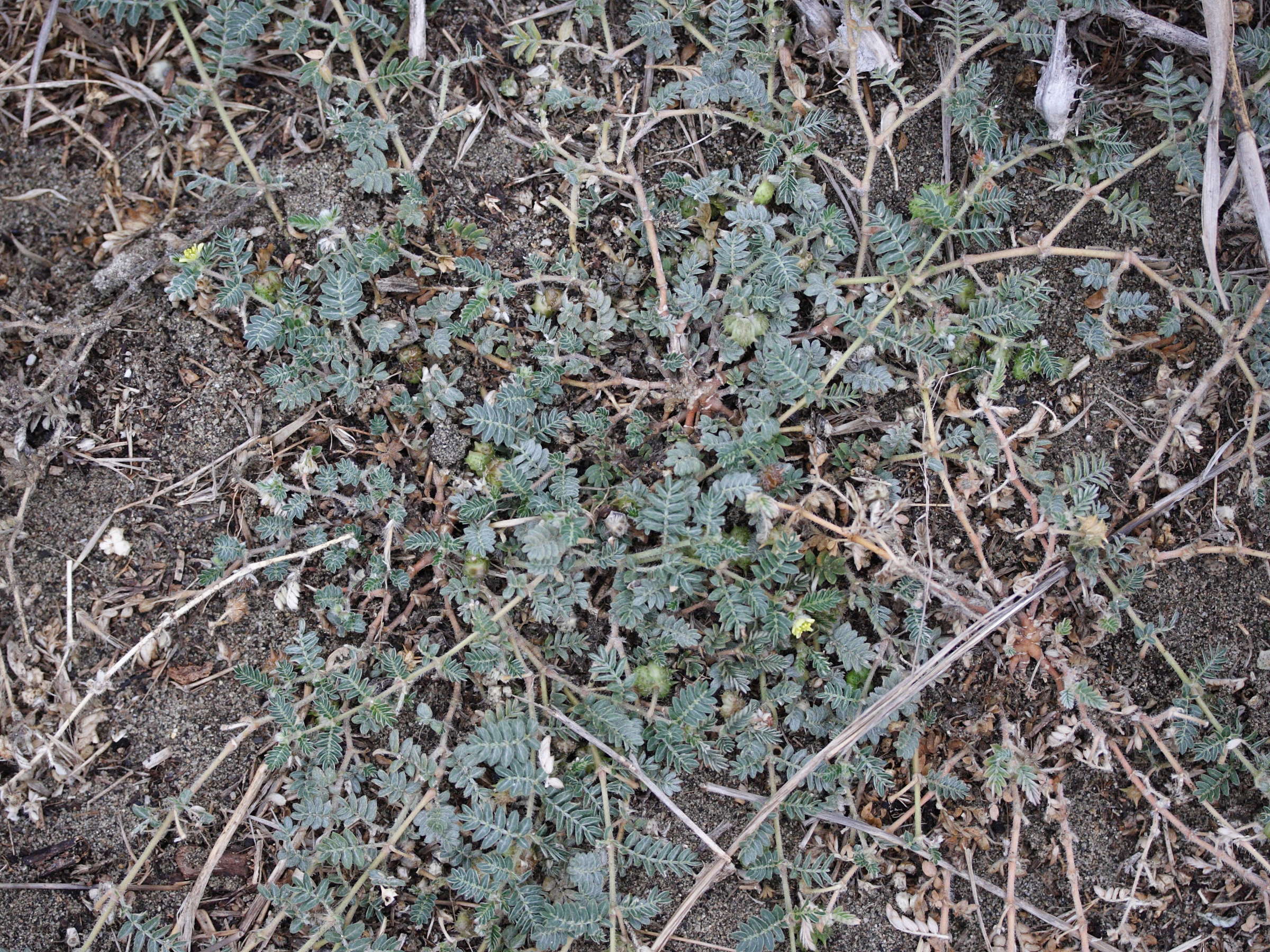 Afficher le média tribulus_terrestris1md tribulus_terrestris1md