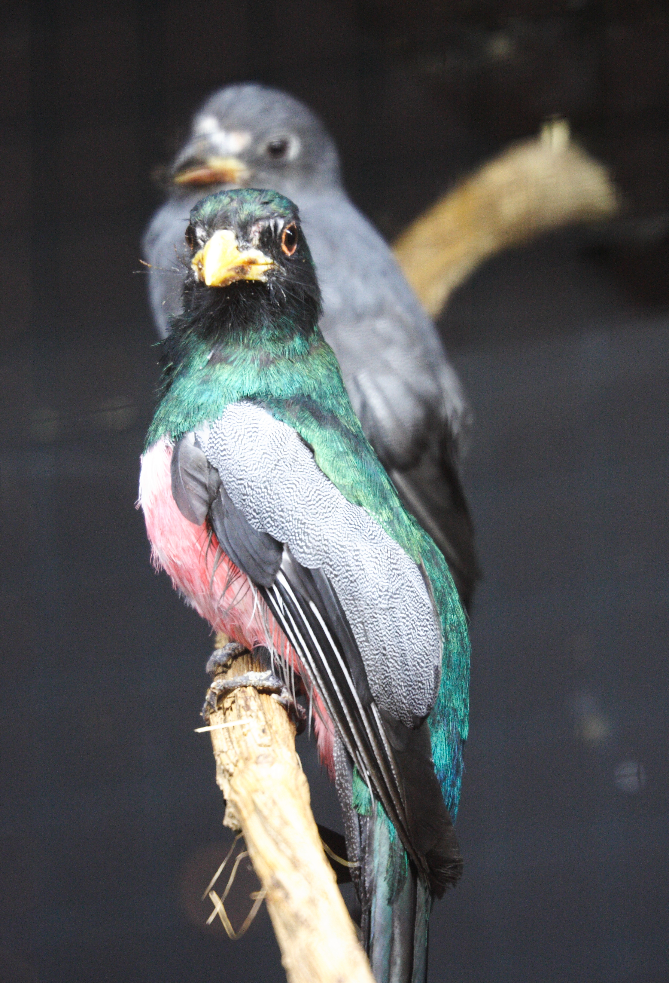 trogon_a_queue_noire_-_trogon_melanurus_swainsonii2md