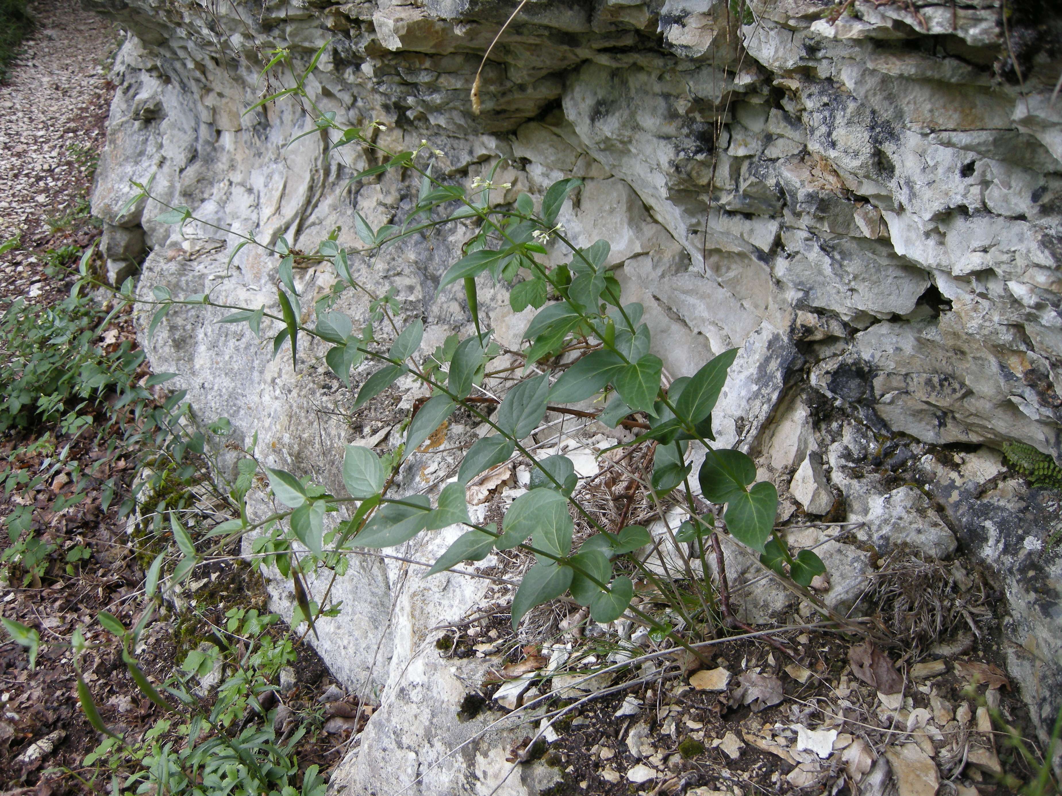 vincetoxicum_hirundinaria1amd