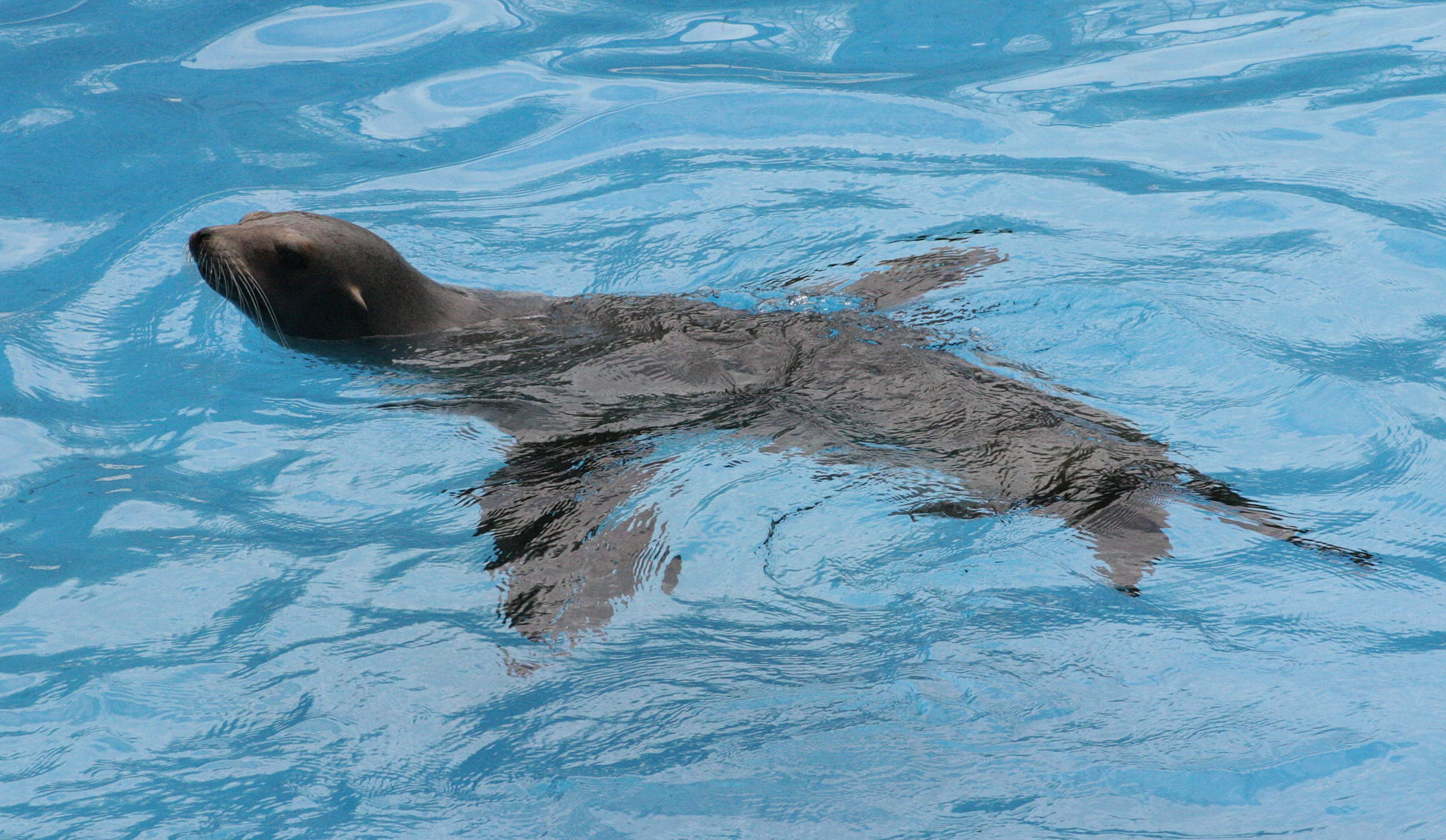 zalophus_californianus4md