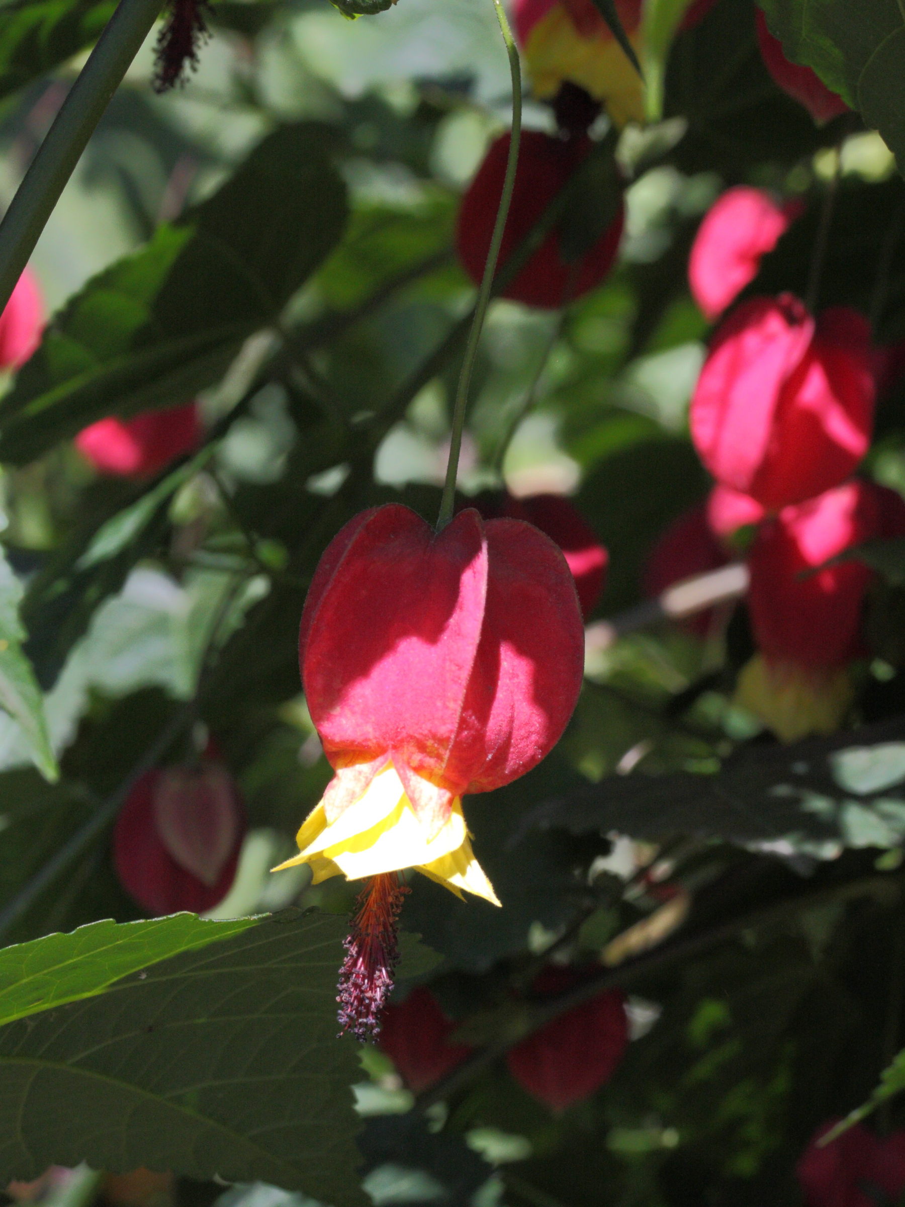 abutilon_megapotamicum2md