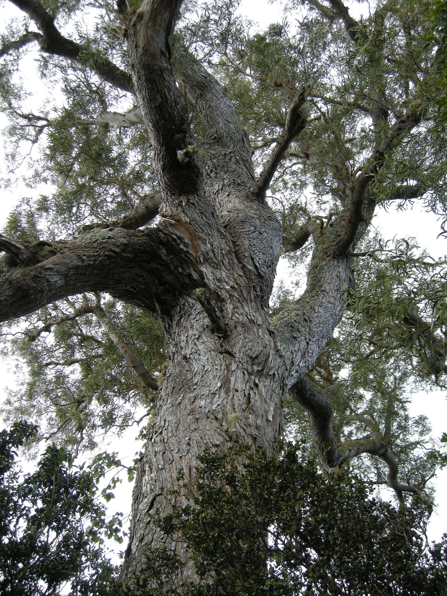 acacia_heterophylla6md