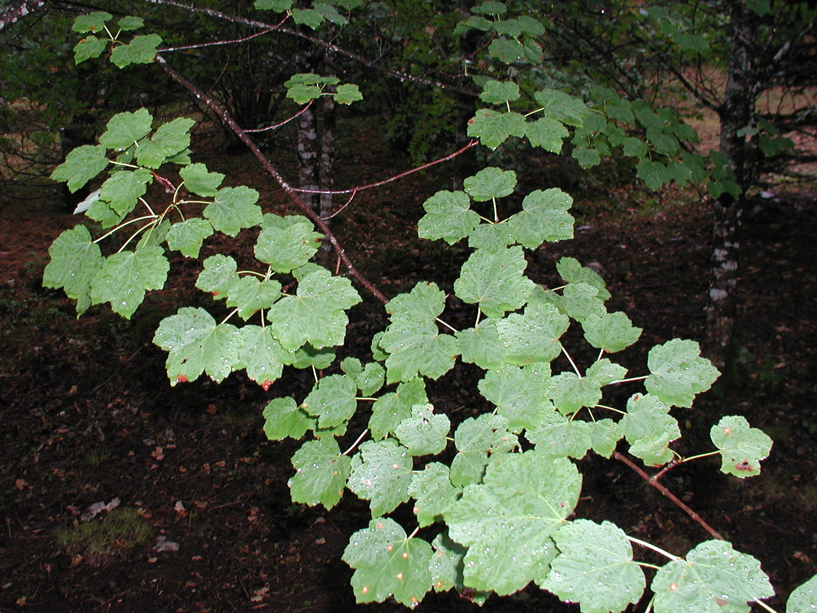 Afficher le média acer_opalus3md acer_opalus3md