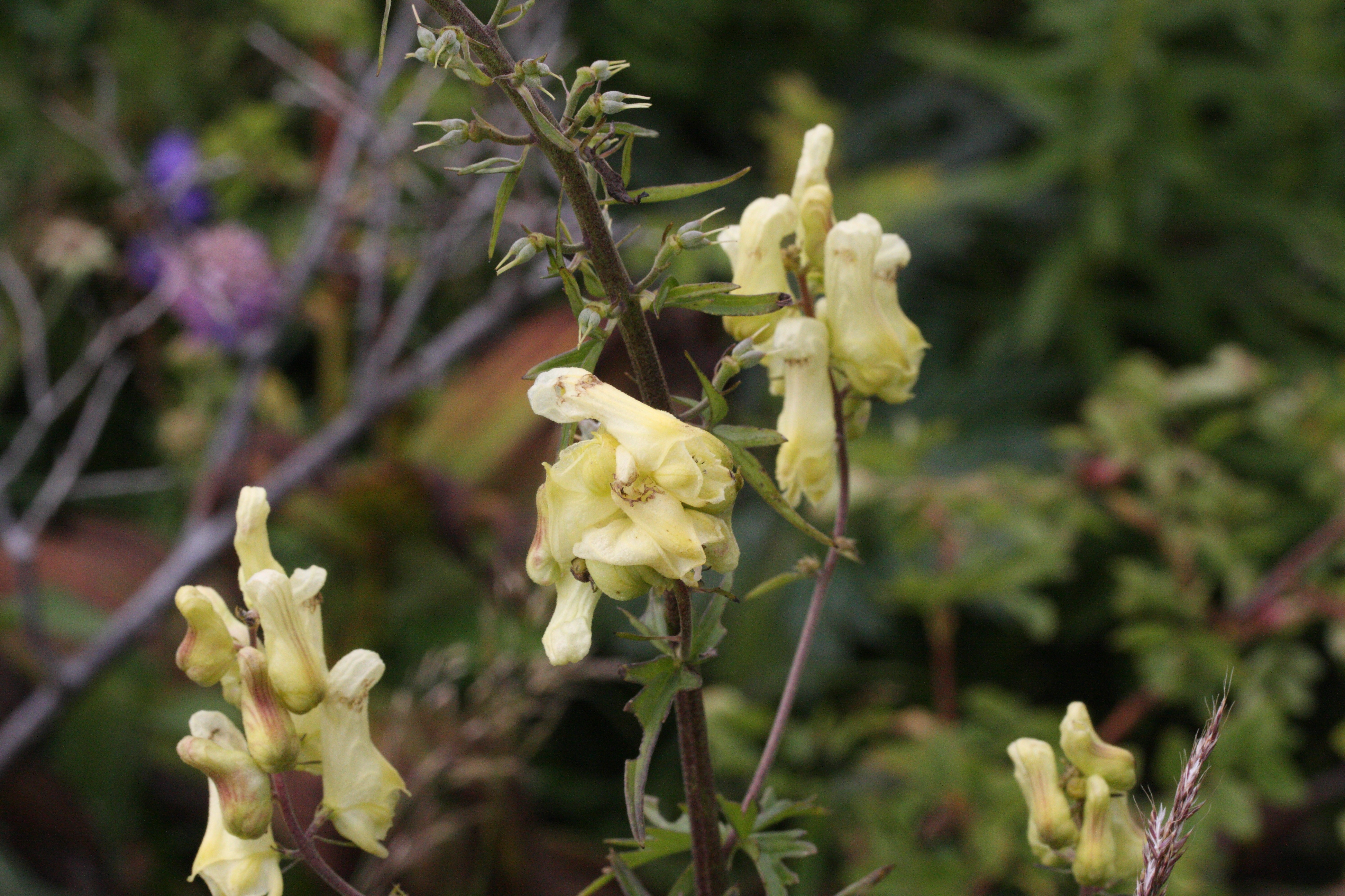 Afficher le média aconitum_lycoctonum_vulparia2md aconitum_lycoctonum_vulparia2md