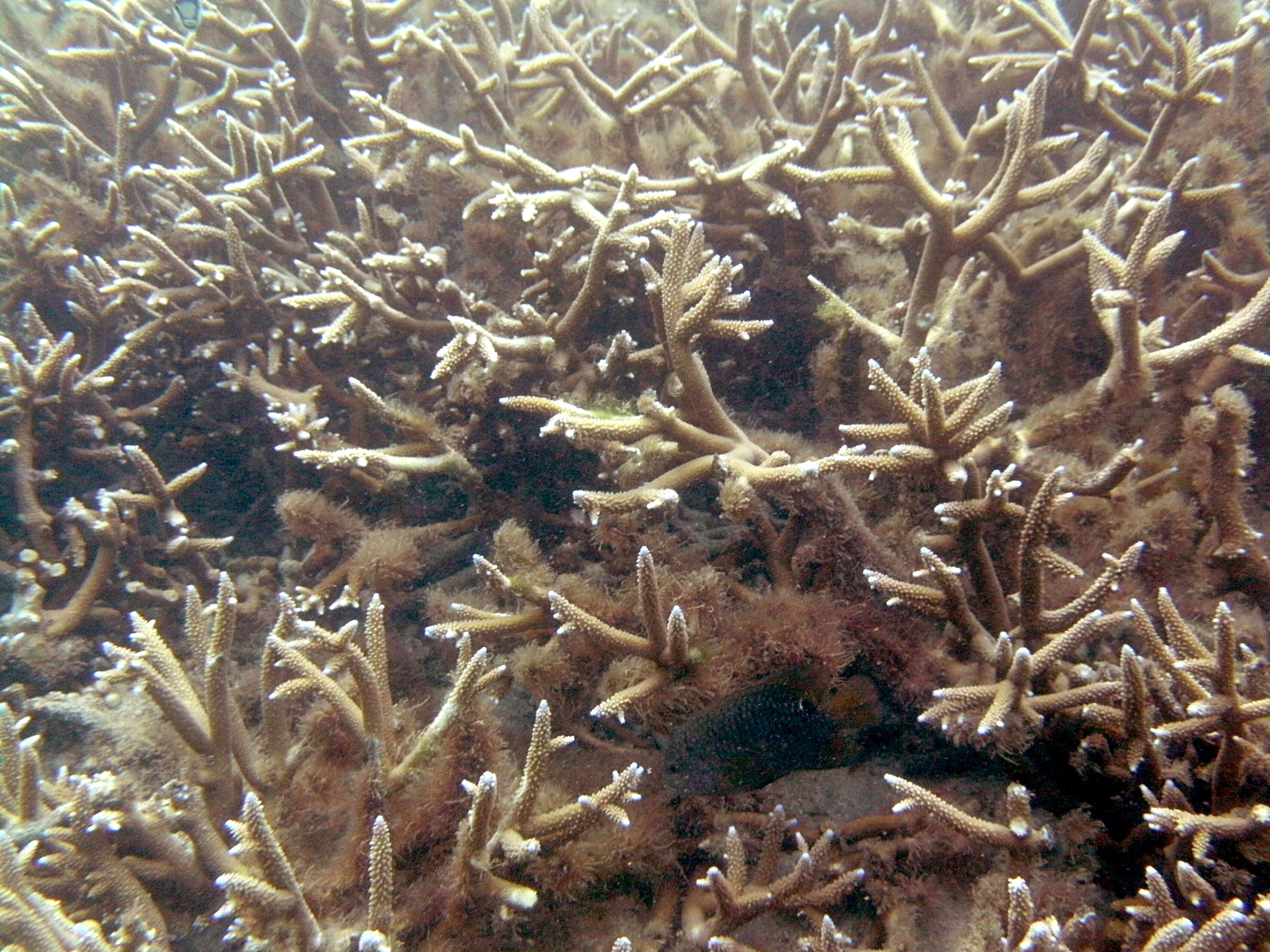 Afficher le média acropora_muricata1bd acropora_muricata1bd