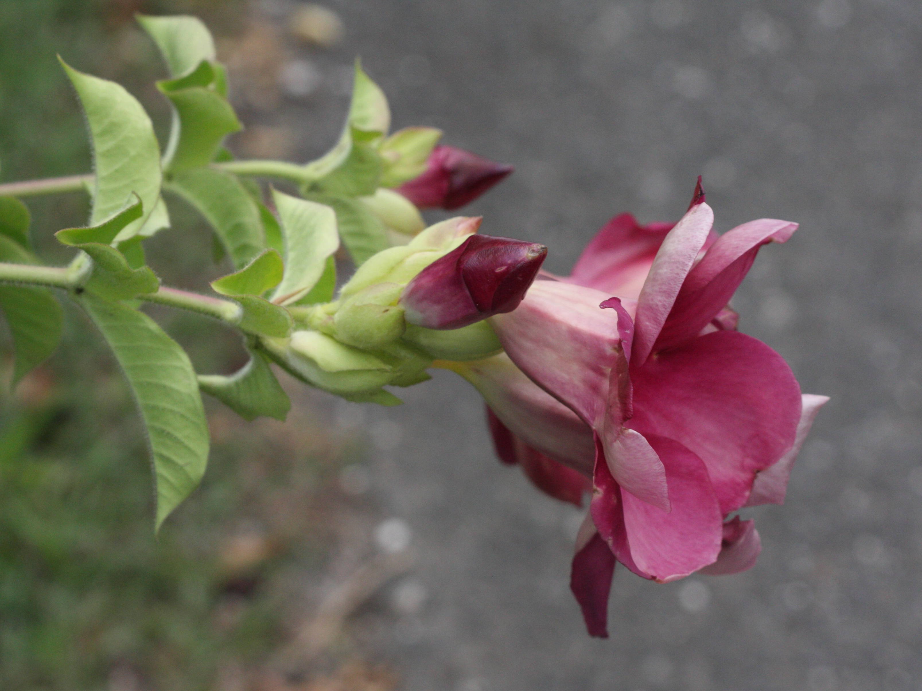 allamanda_blanchetti2md