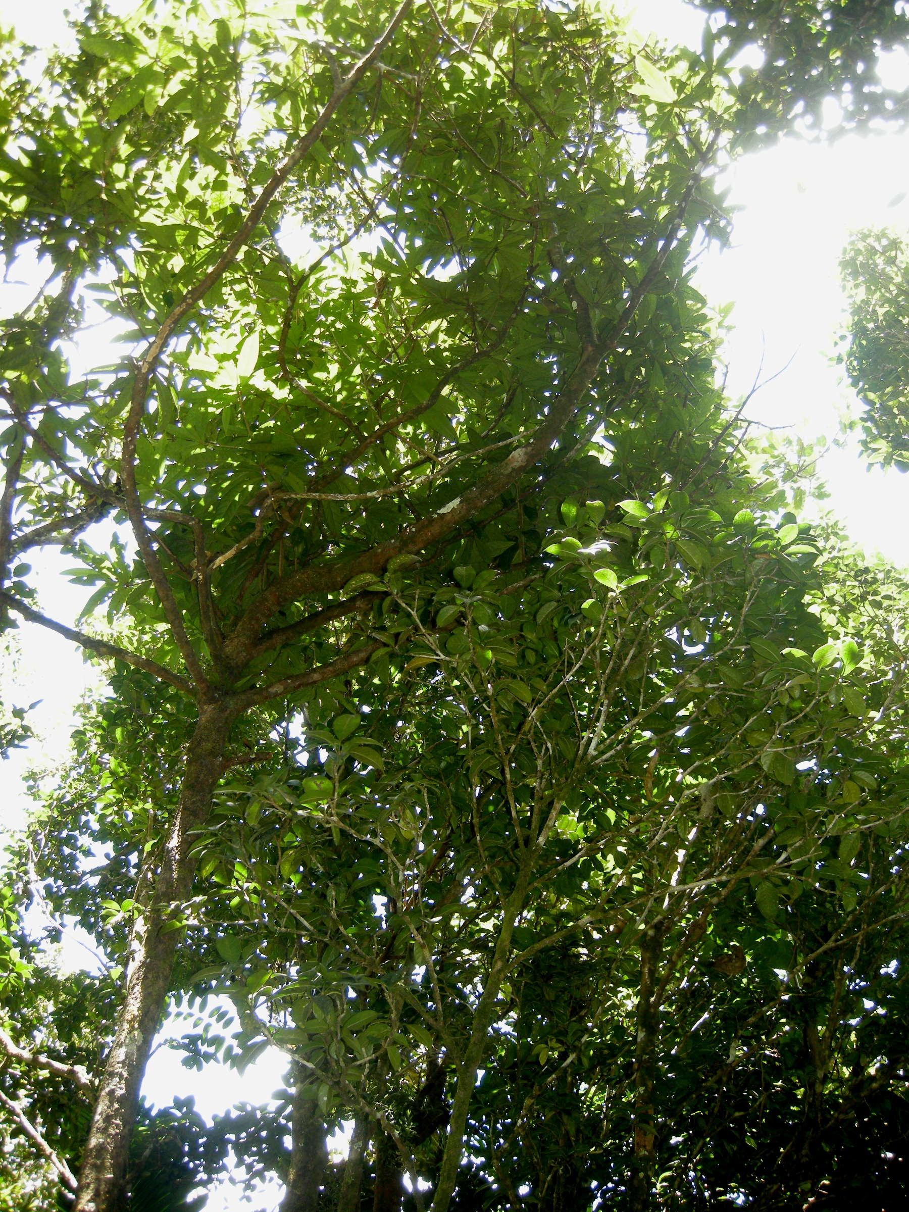 Sysbio, Base de données de systématique Aniba bracteata (Aniba)