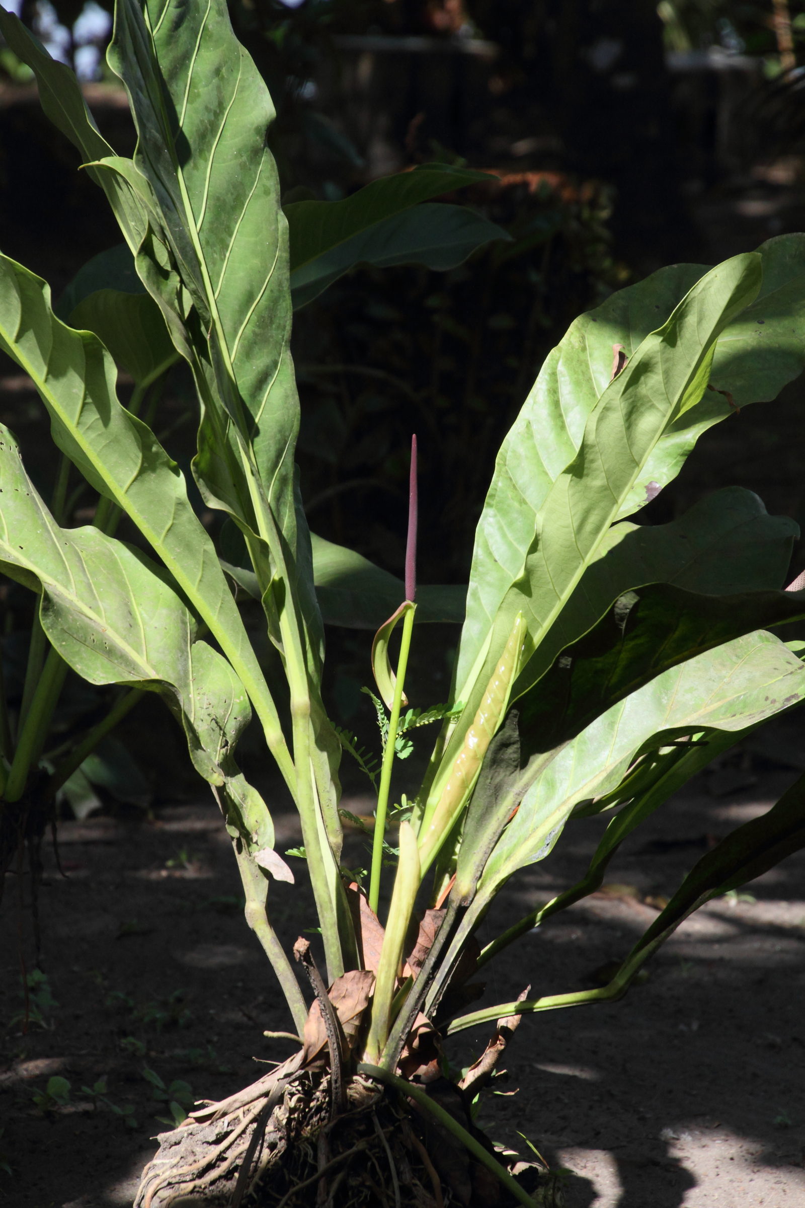 anthurium_upalaense1md