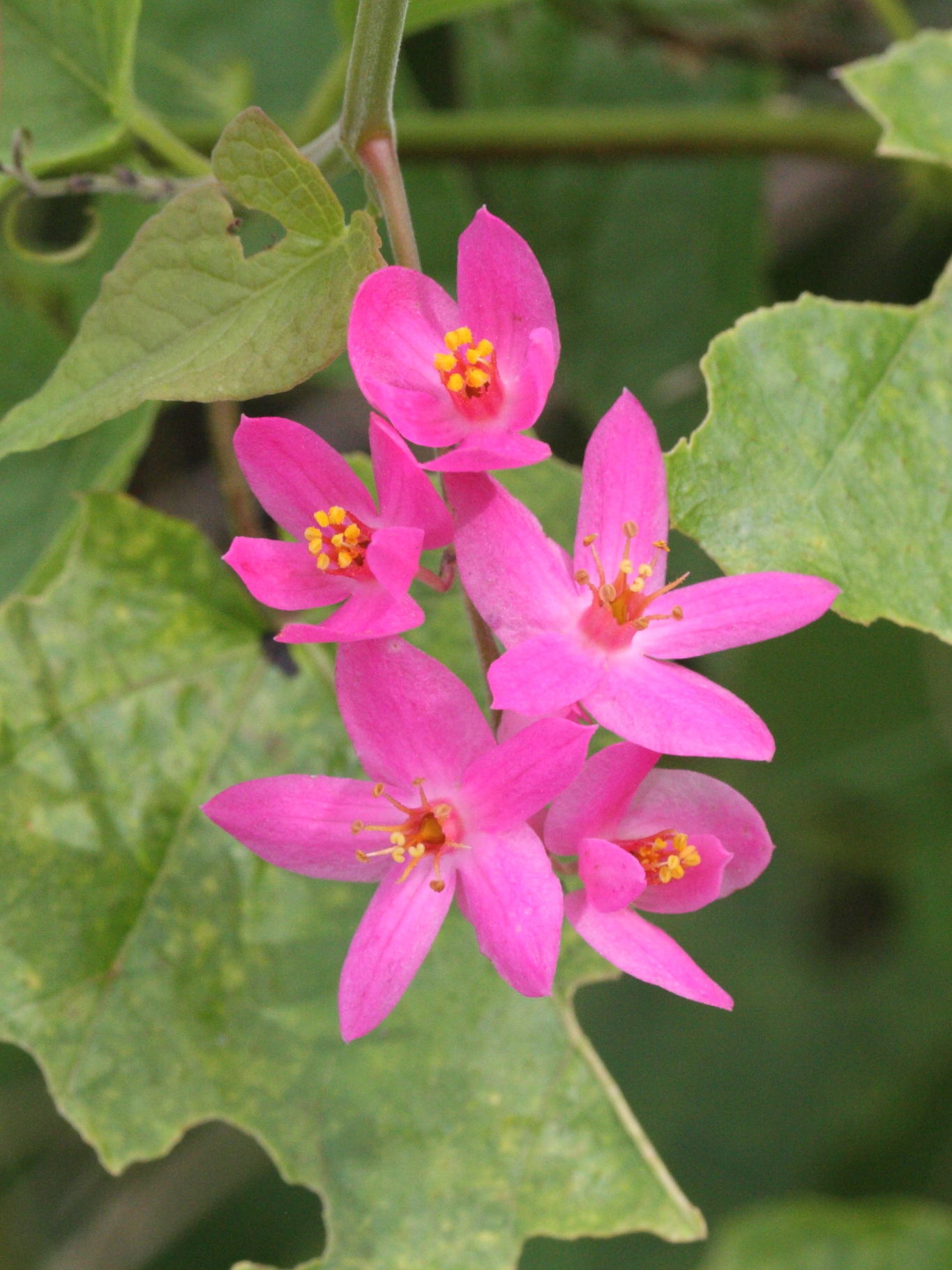 antigonon_leptopus3md