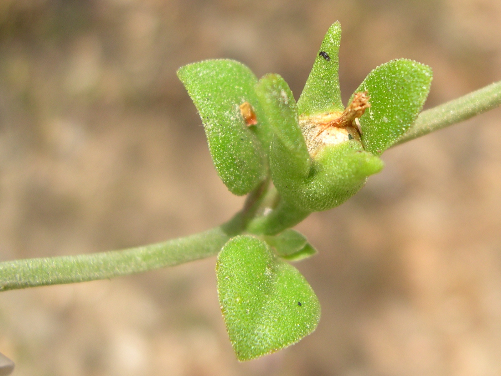 Afficher le média aptenia_cordifolia4md aptenia_cordifolia4md