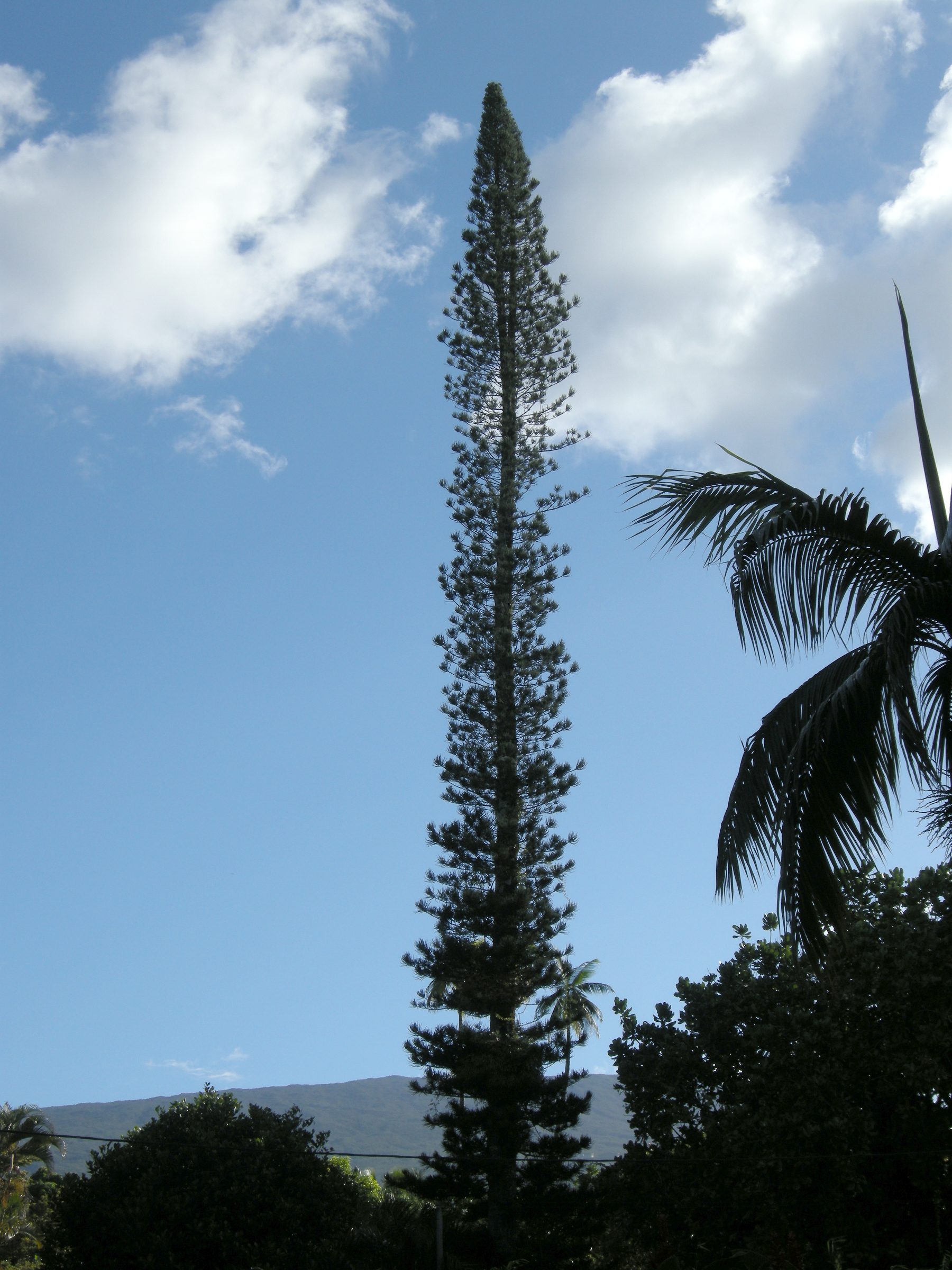 Afficher le média araucaria_heterophylla4md araucaria_heterophylla4md