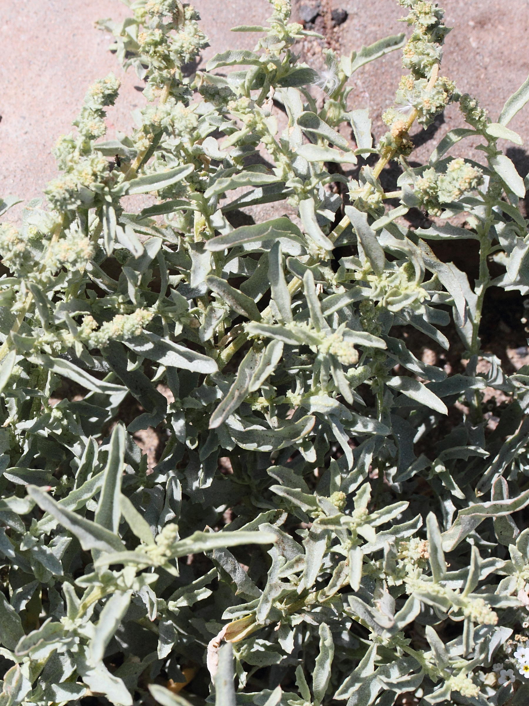 atriplex_semilunaris2md