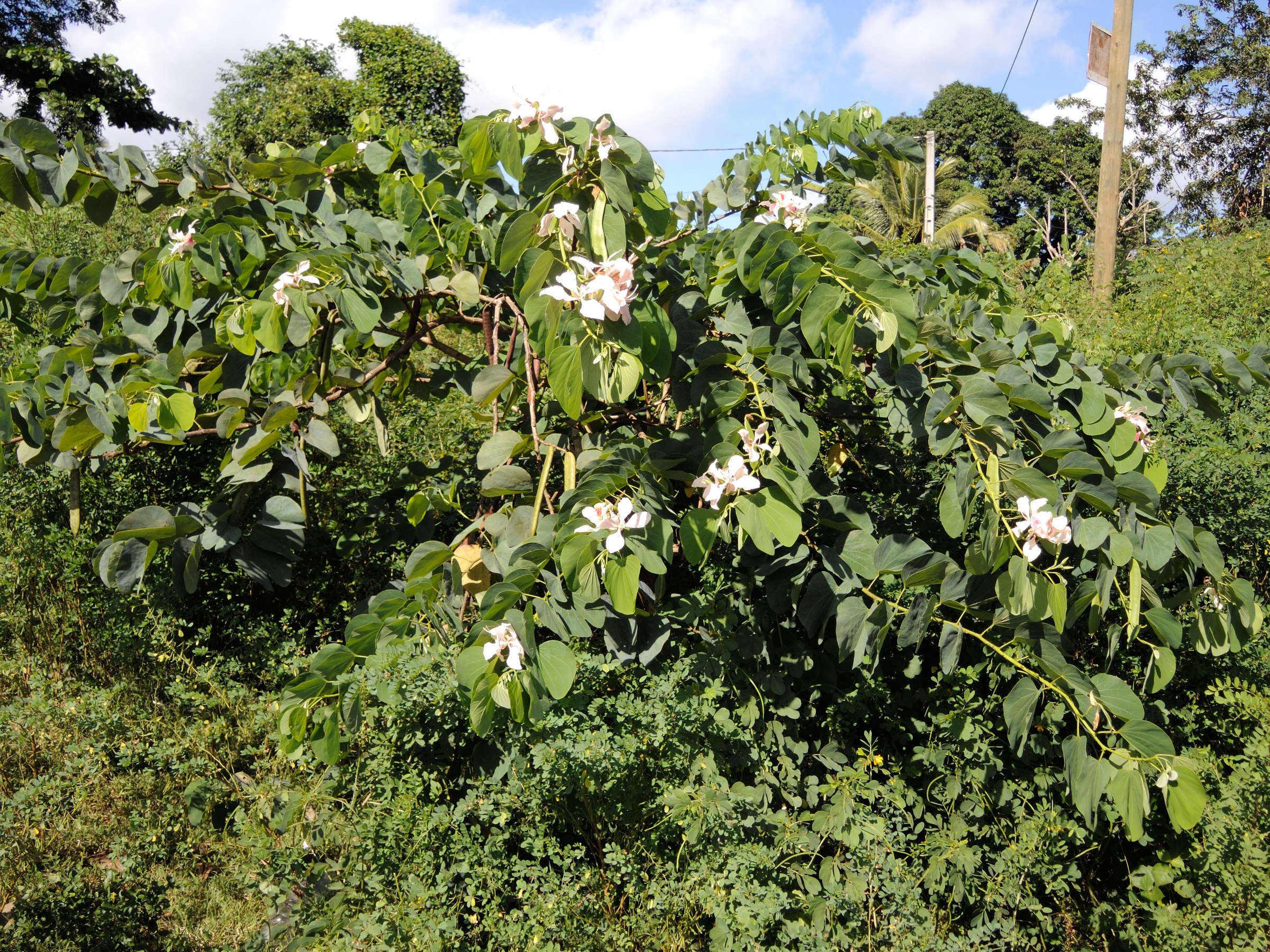 bauhinia_monandra2md