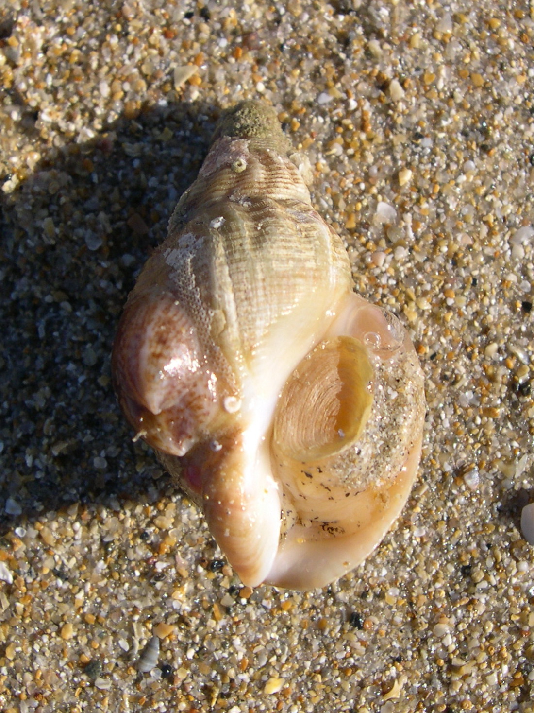 buccinum_undatum2amd