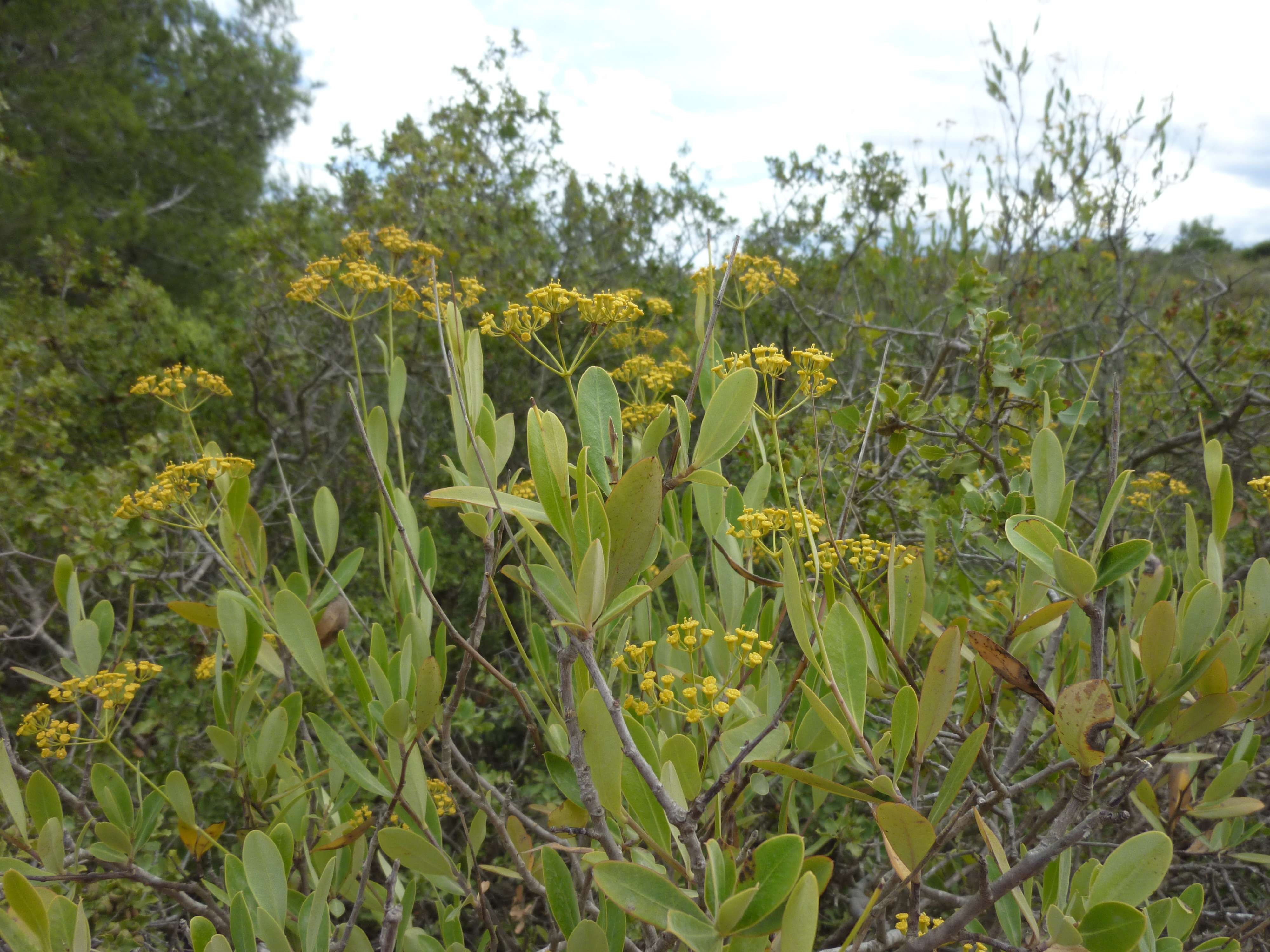 bupleurum_fruticosum1cc