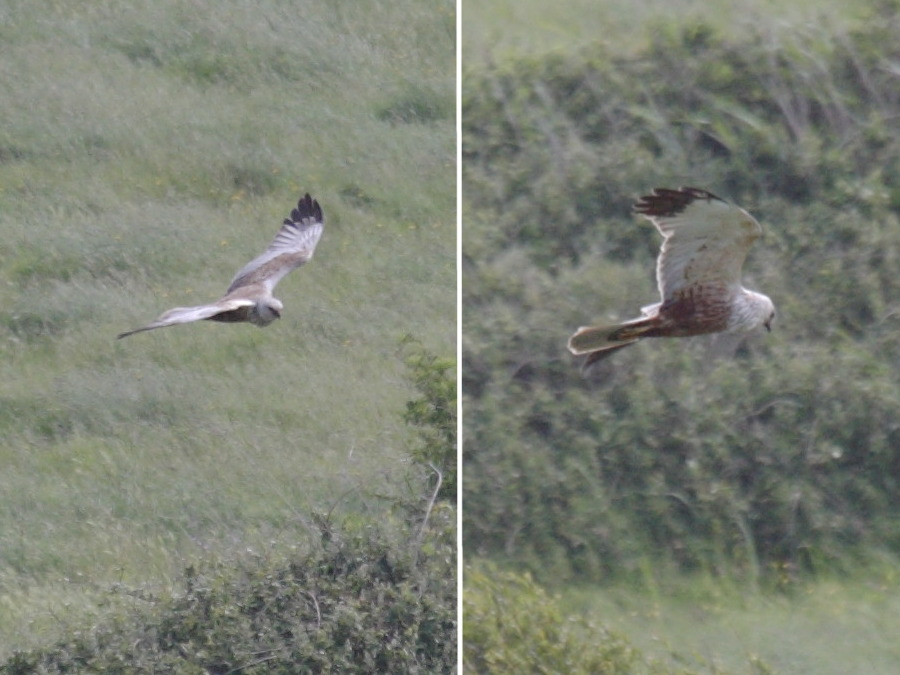 busard_des_roseaux_-_circus_aeruginosus2bd