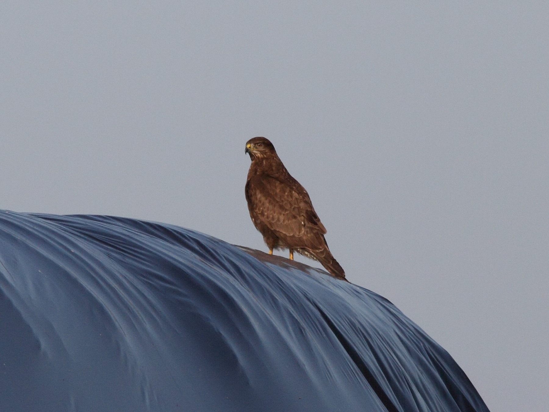 buse_variable_-_buteo_buteo1bd