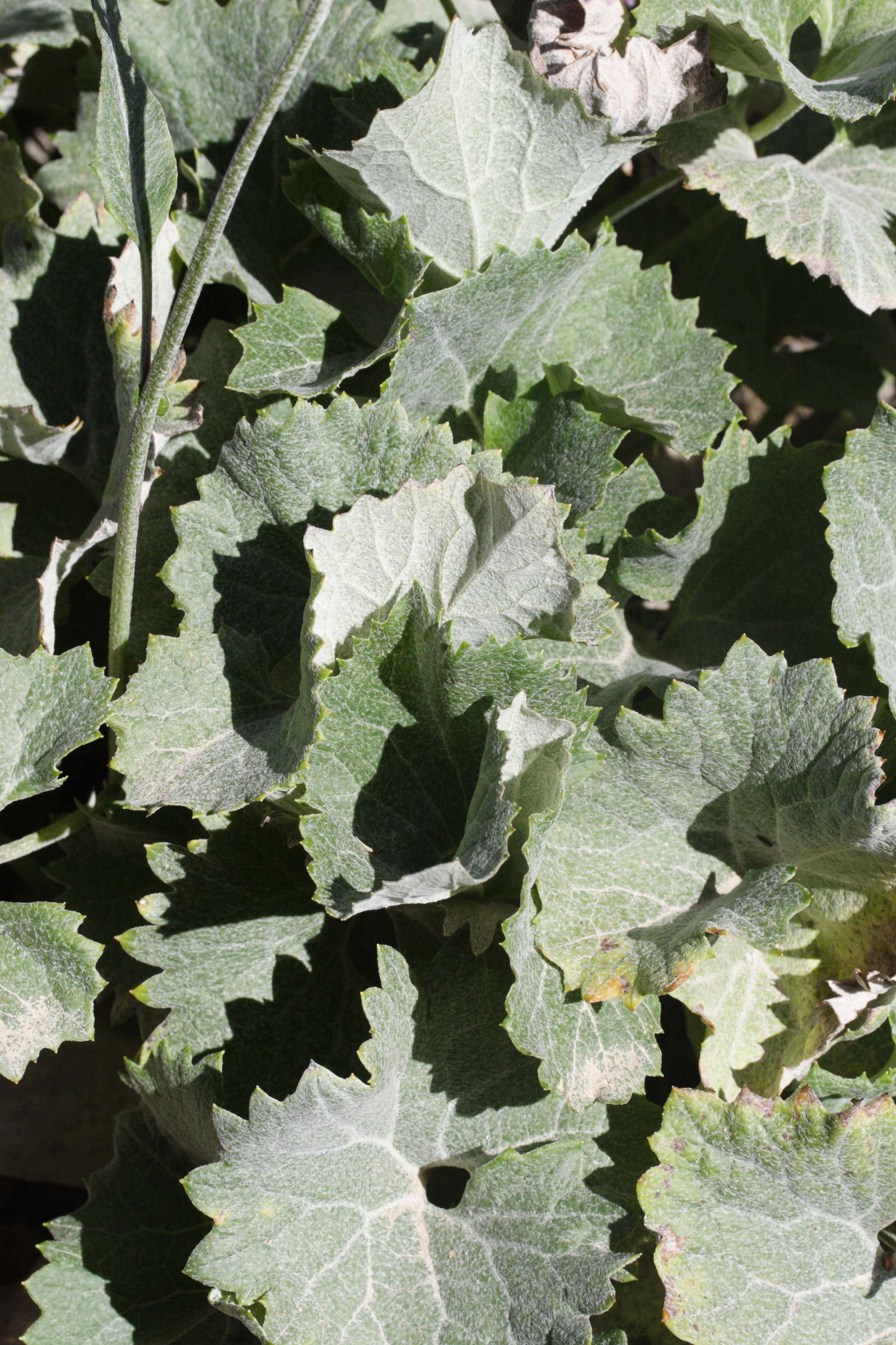 Afficher le média Cacalia_leucophylla Cacalia_leucophylla