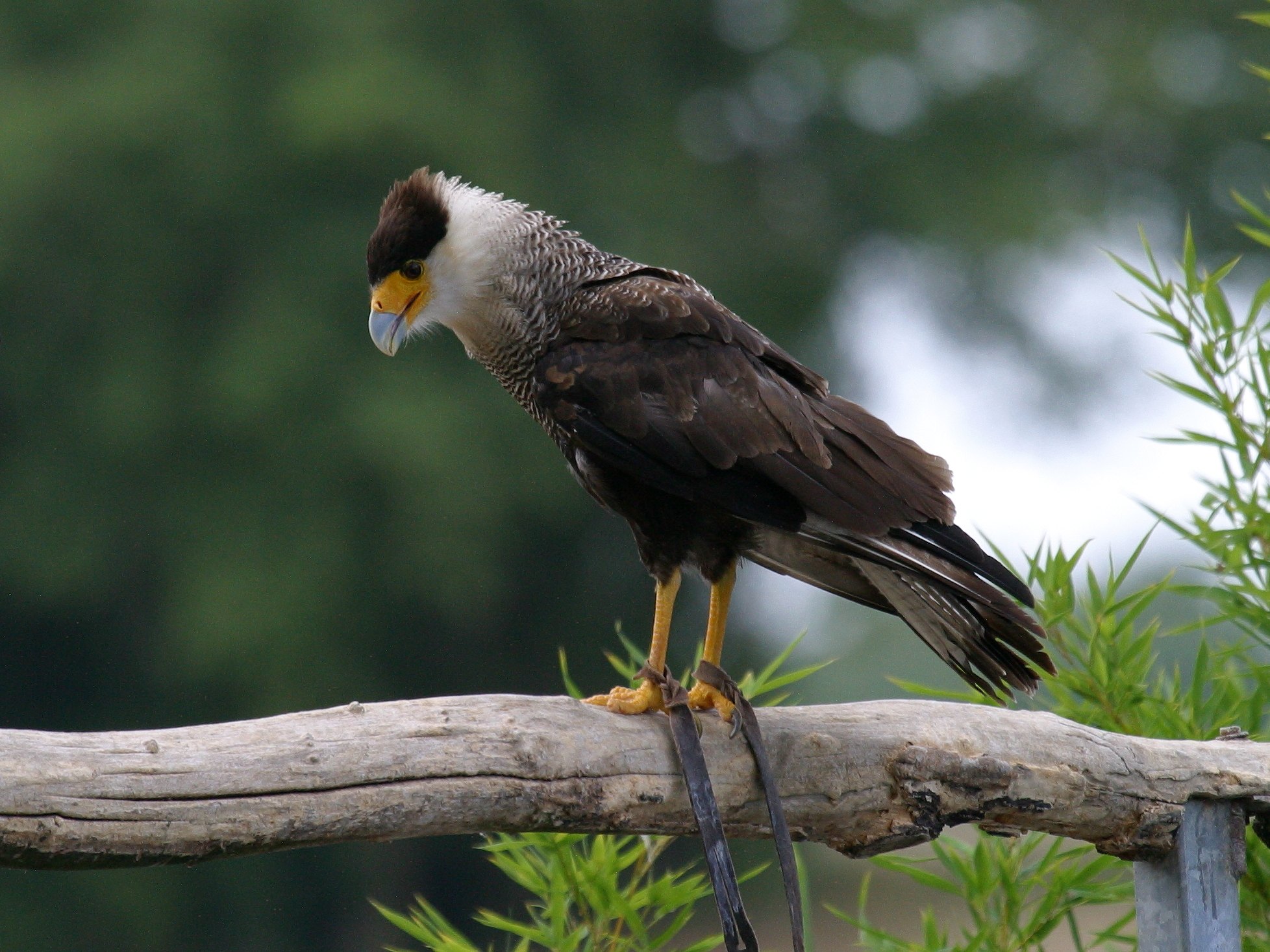 caracara_huppe_-_caracara_plancus2bd
