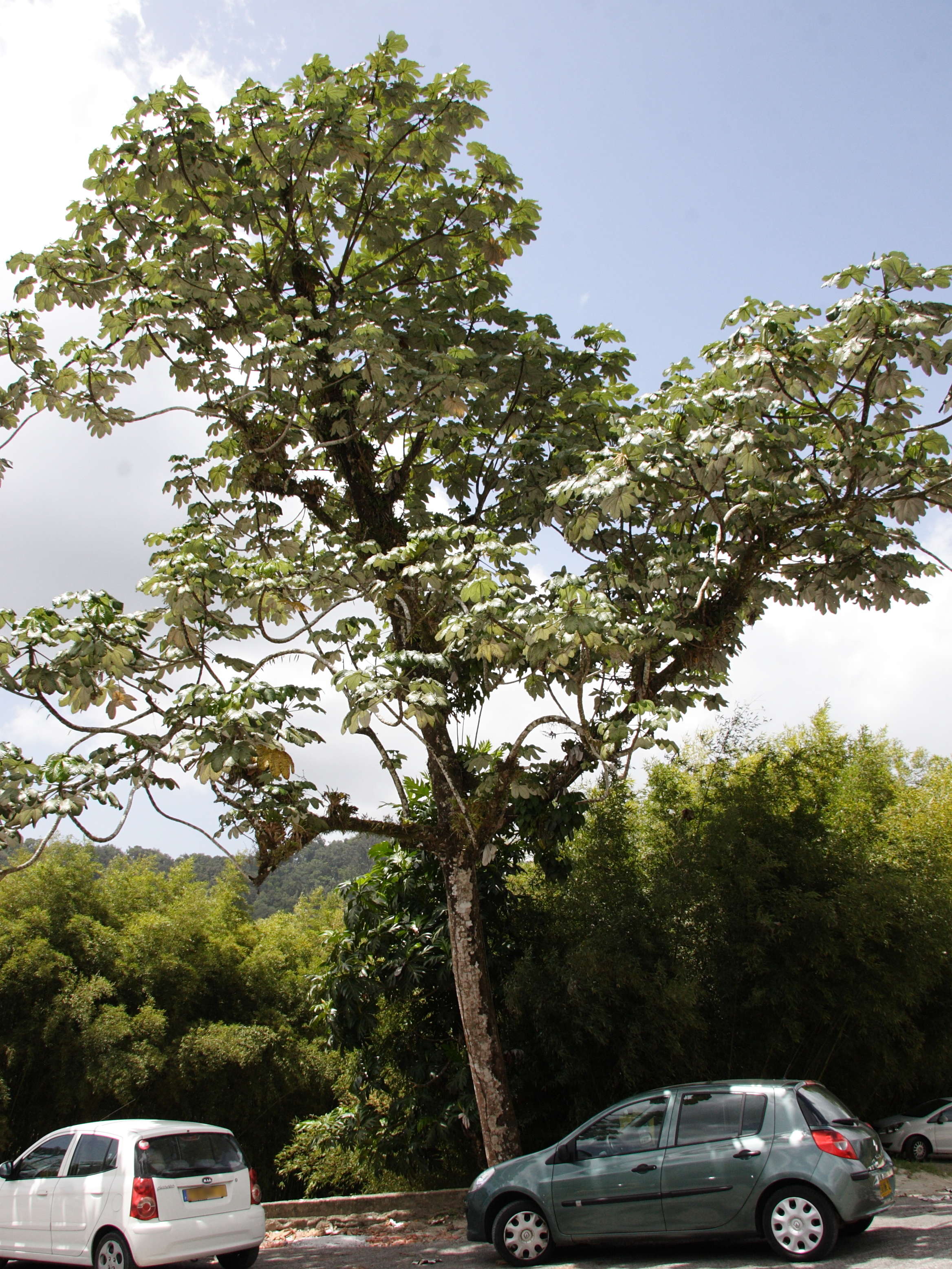 Afficher le média cecropia_schreberiana3md cecropia_schreberiana3md