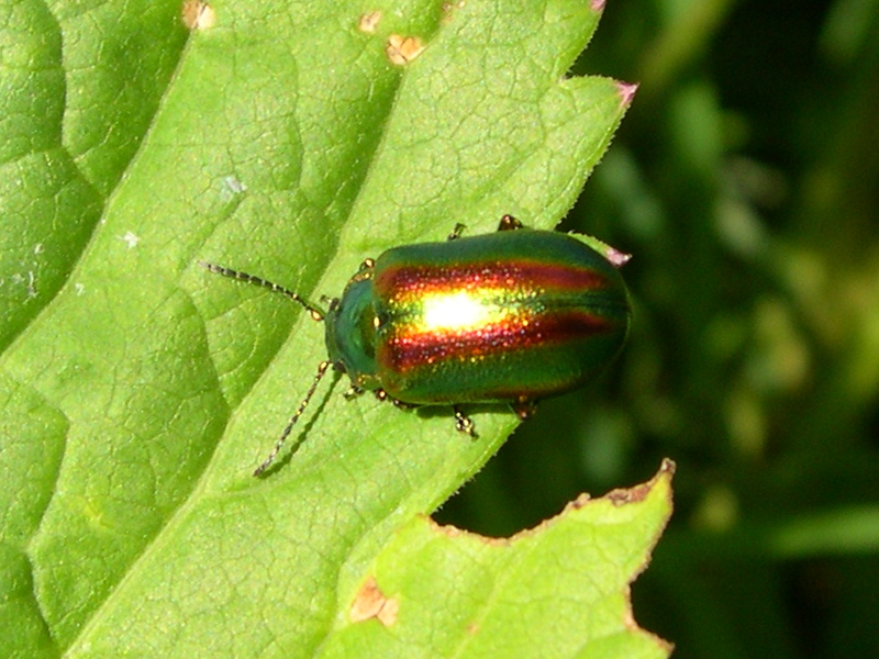 chrysolina_fastuosa4md