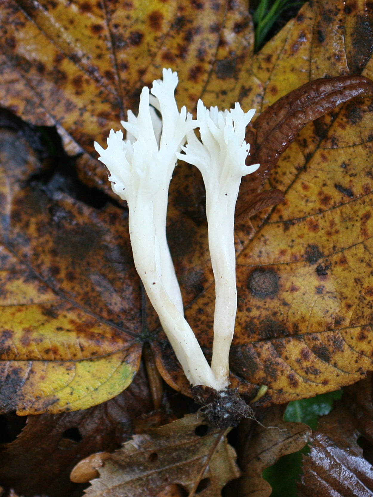 clavulina_cristata4md