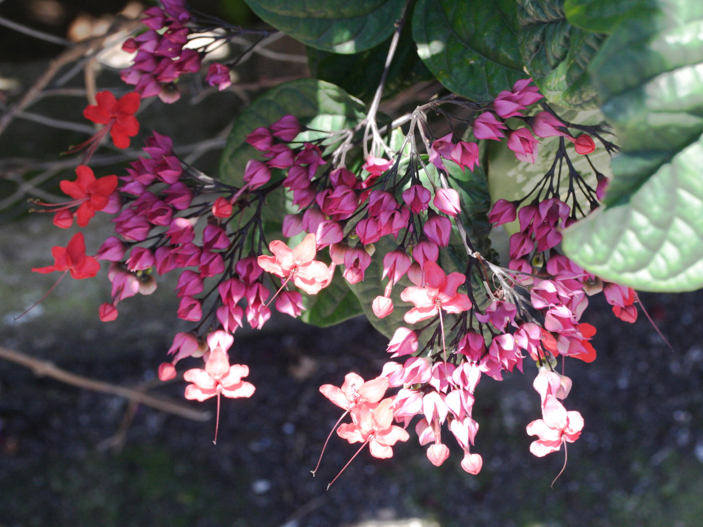 clerodendrum_thomsonae5md