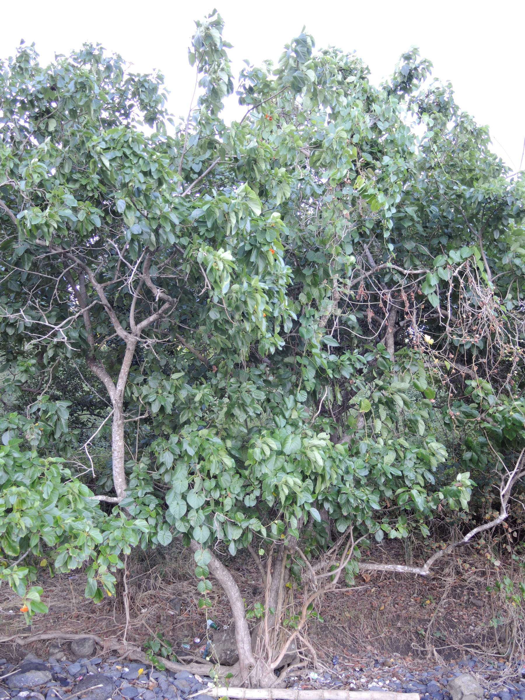 cordia_subcordata1md