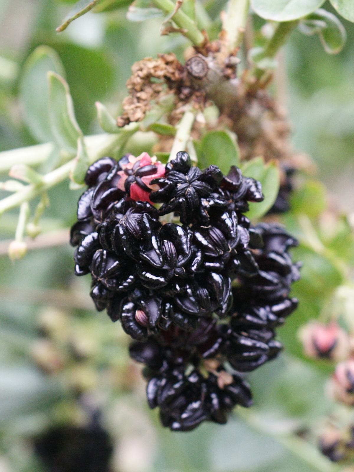 Afficher le média coriaria_myrtifolia4md coriaria_myrtifolia4md