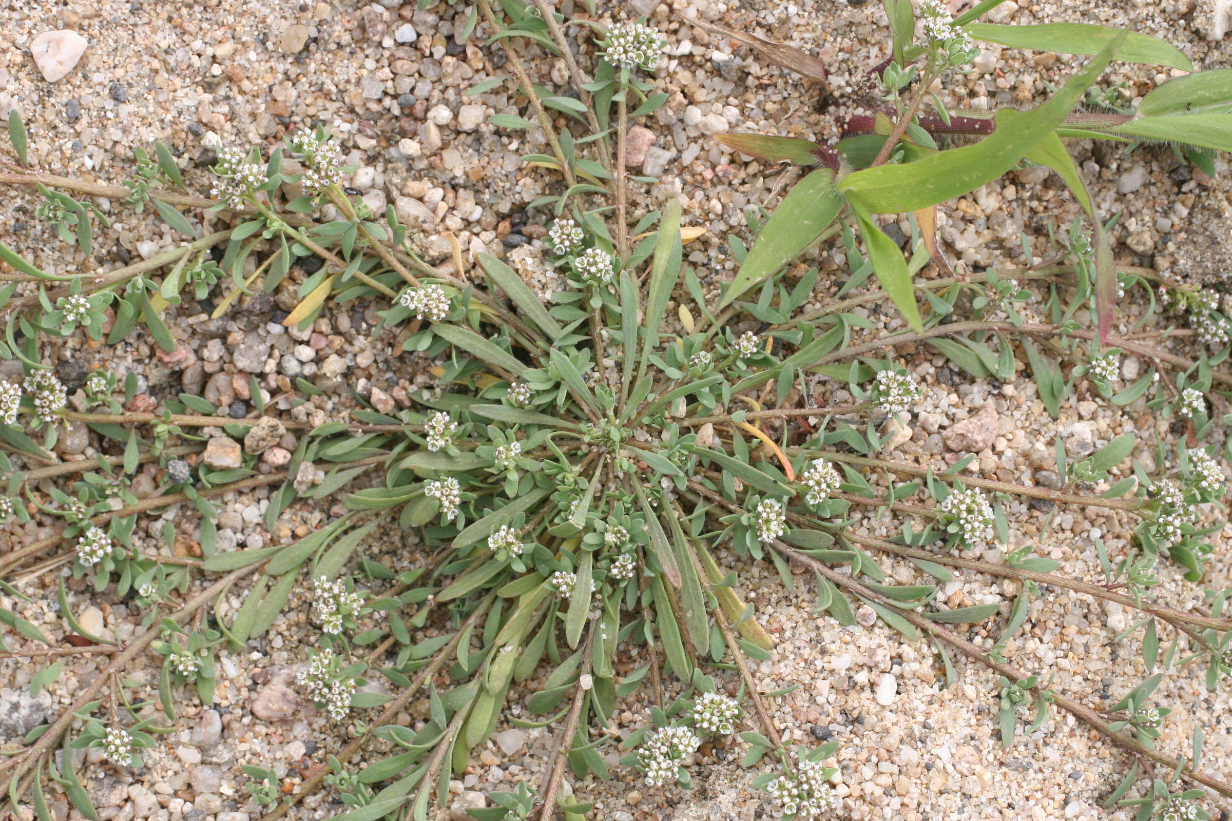 Afficher le média Corrigiola_litoralis ssp telephiifolia Corrigiola_litoralis ssp telephiifolia