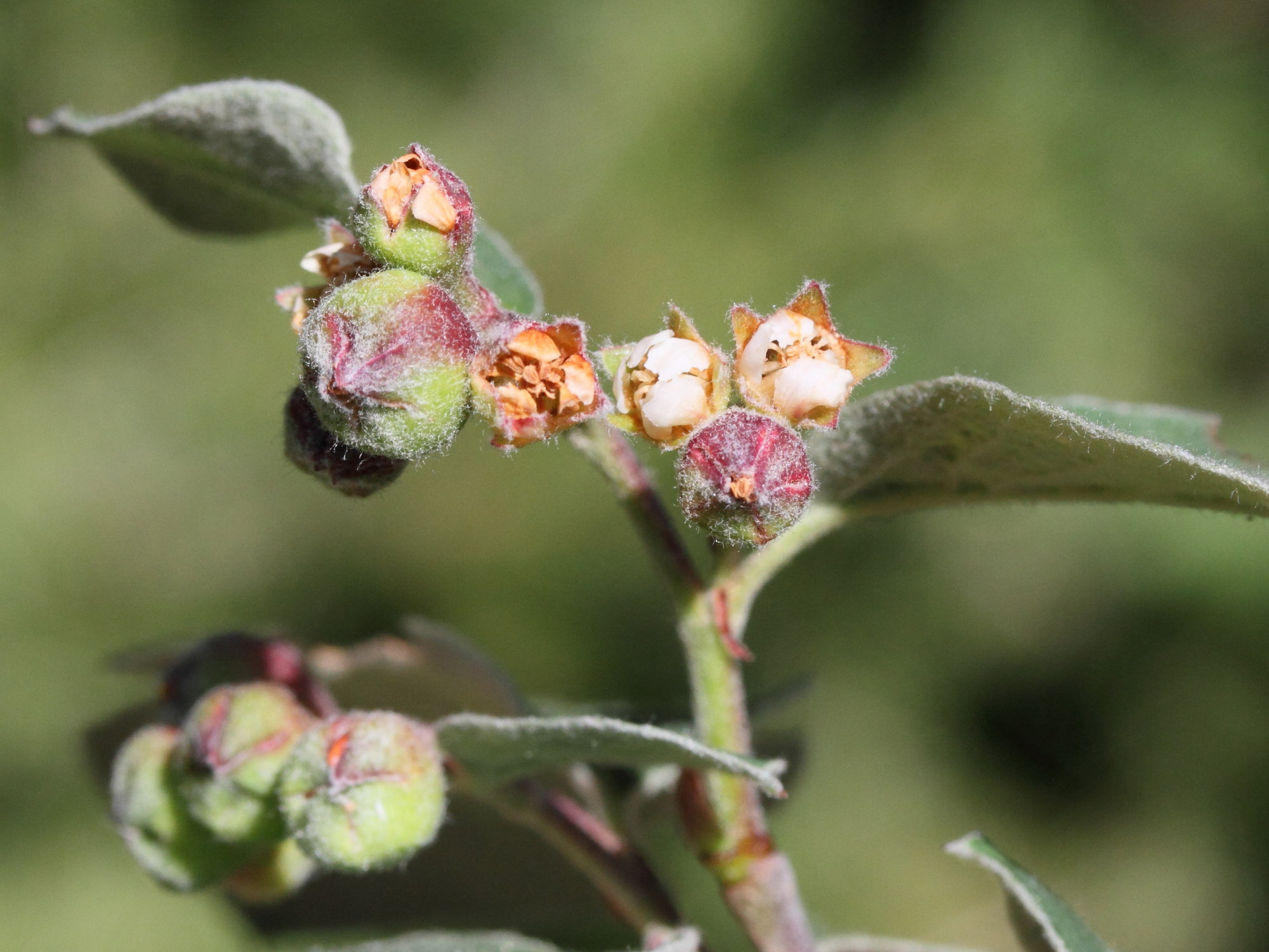 cotoneaster_delphinensis2md
