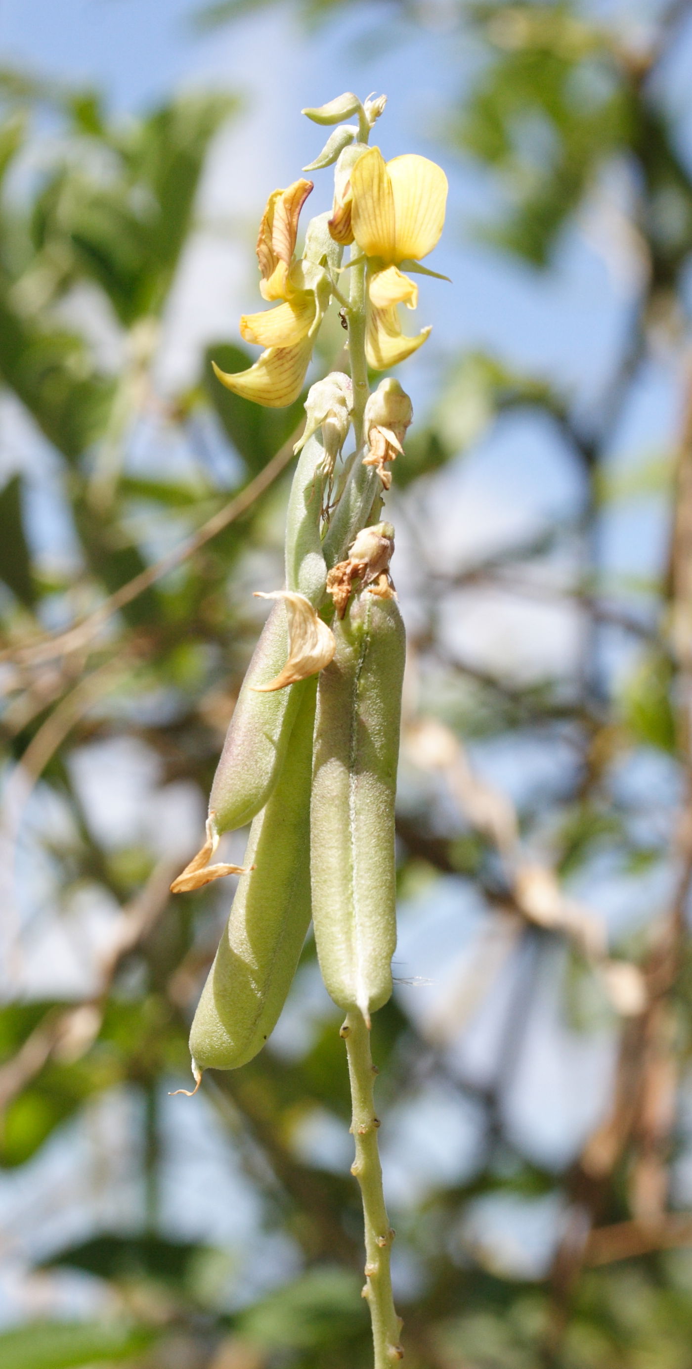 crotalaria_pallida2md