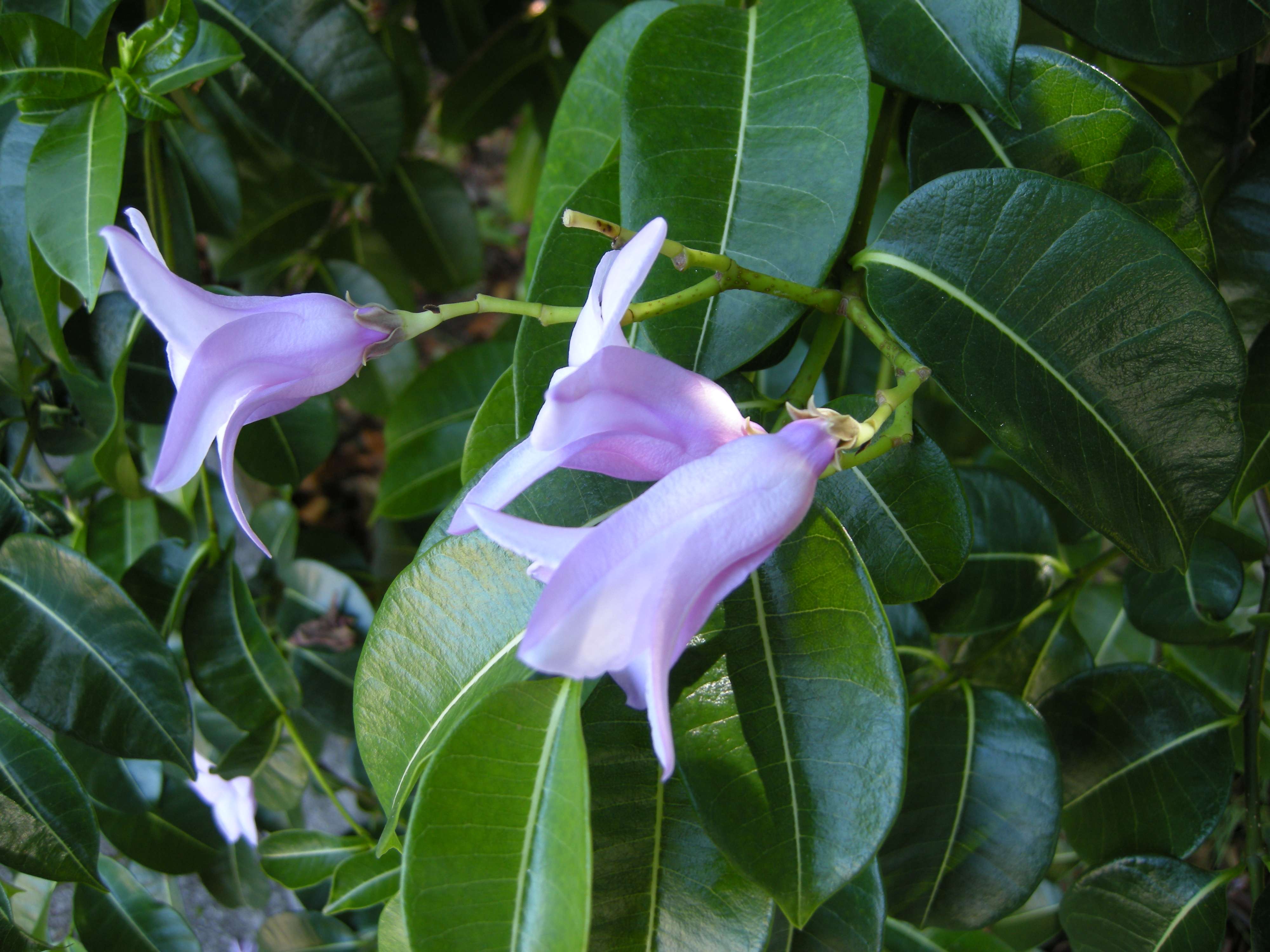 Cryptostegia_madagascariensis