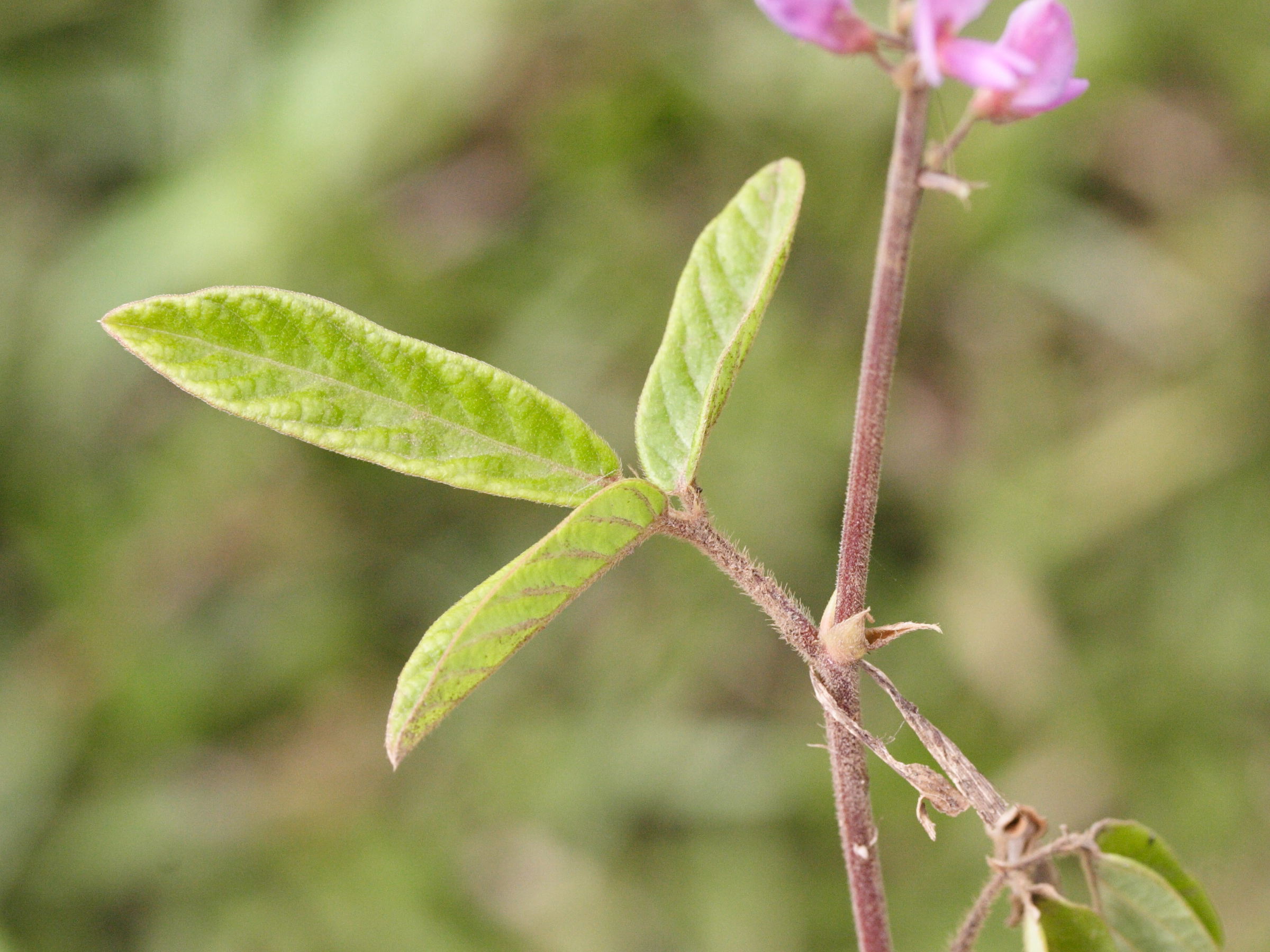 desmodium_incanum2md