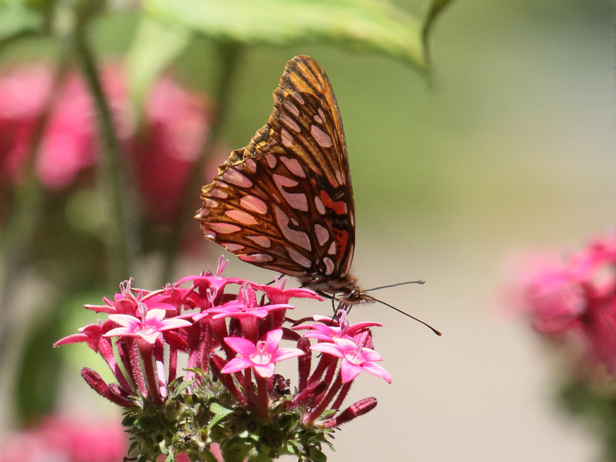 Afficher le média dione_moneta_poeyii1bd dione_moneta_poeyii1bd