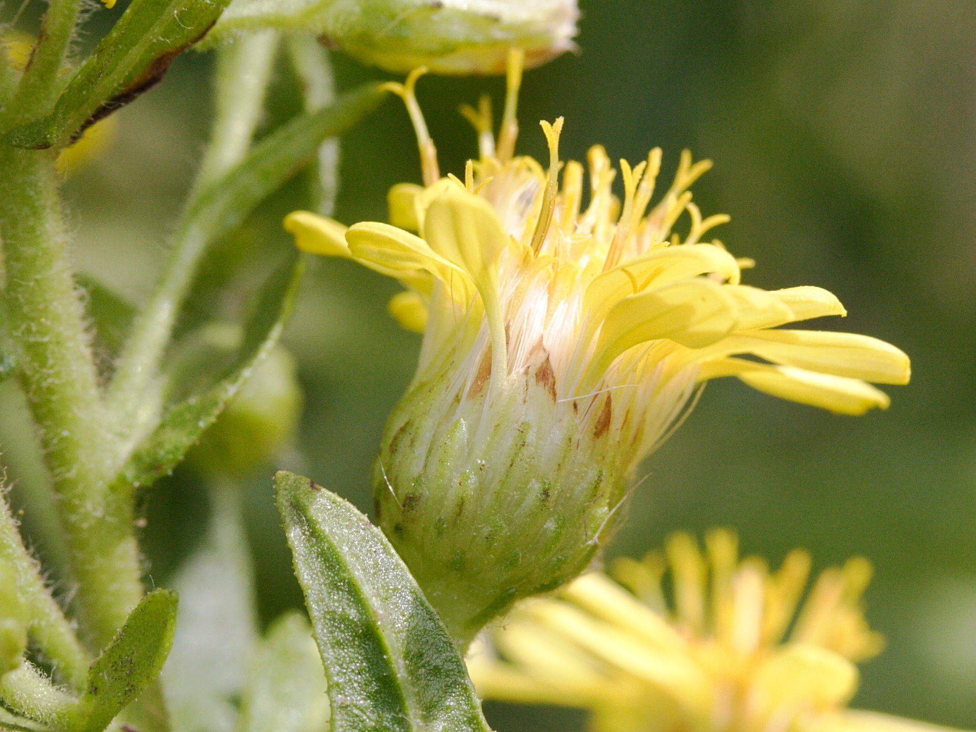 Afficher le média dittrichia_viscosa4md dittrichia_viscosa4md