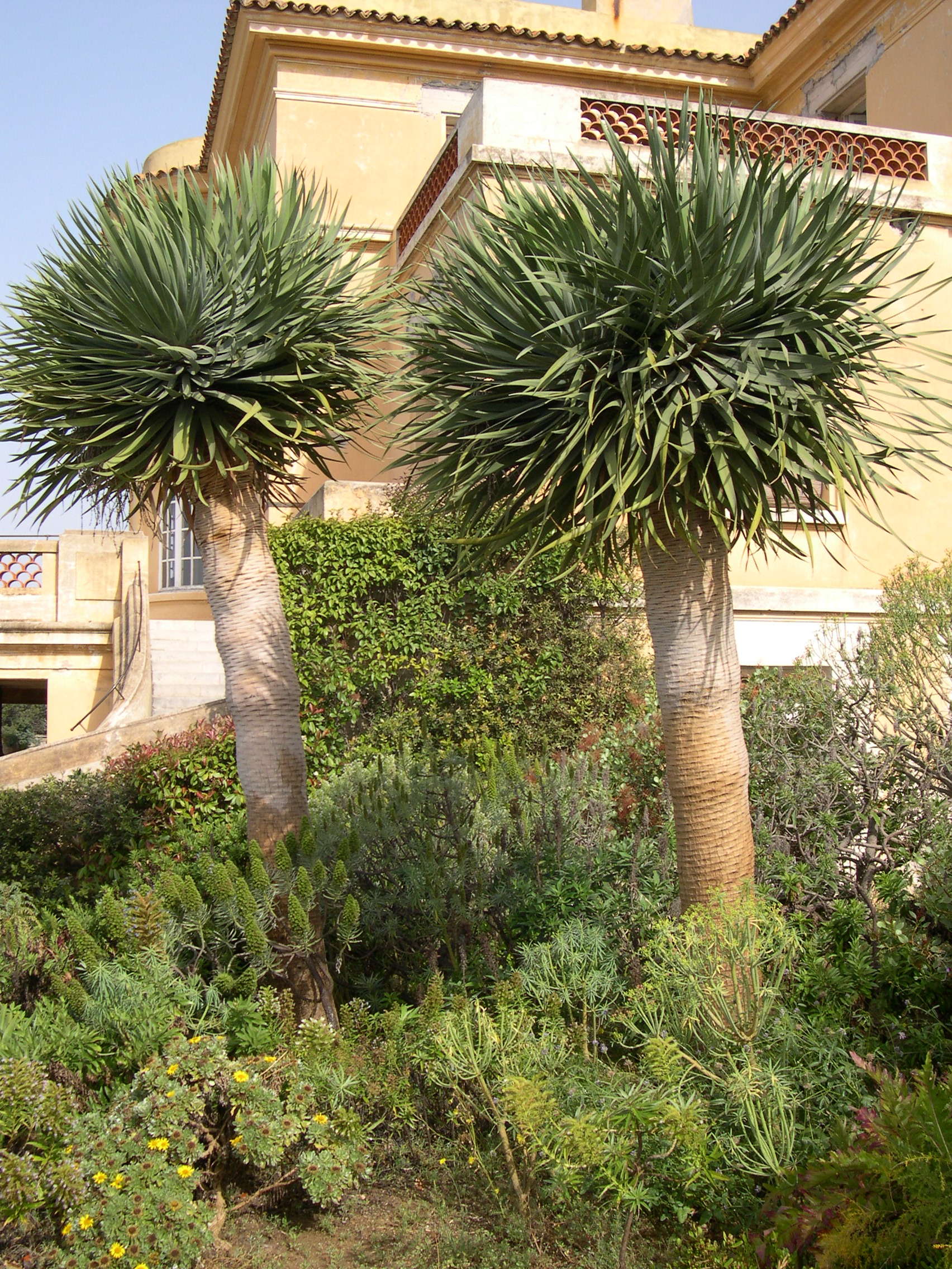 Afficher le média dracaena_draco2md dracaena_draco2md