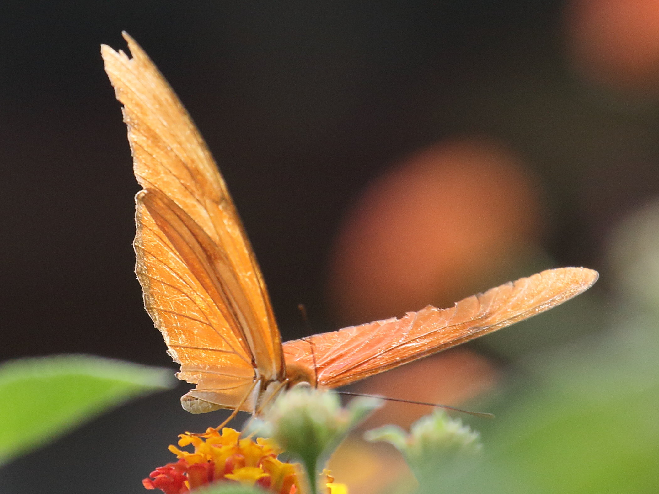 dryas_iulia_moderata1bd
