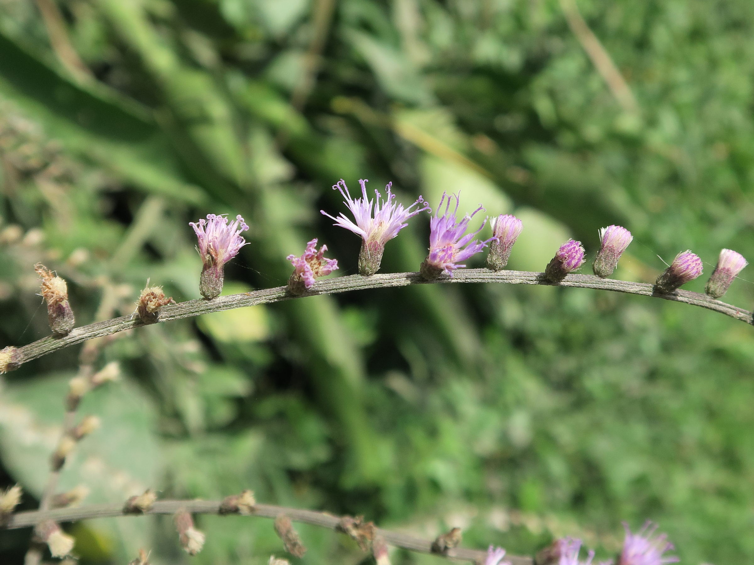 eirmocephala_brachiata2md